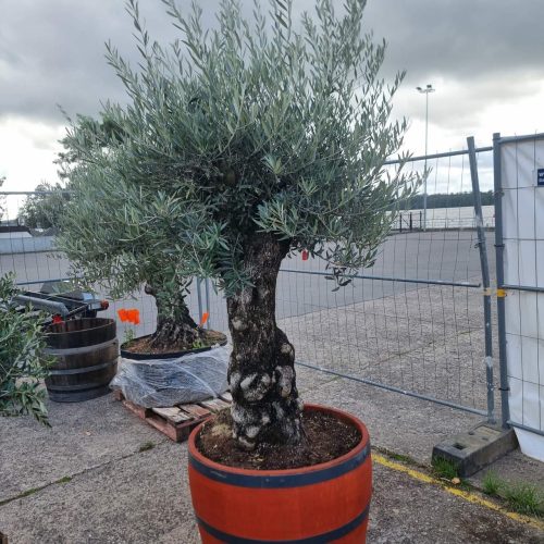 Alyvmedis Leccino "Gabija" 225 CM
