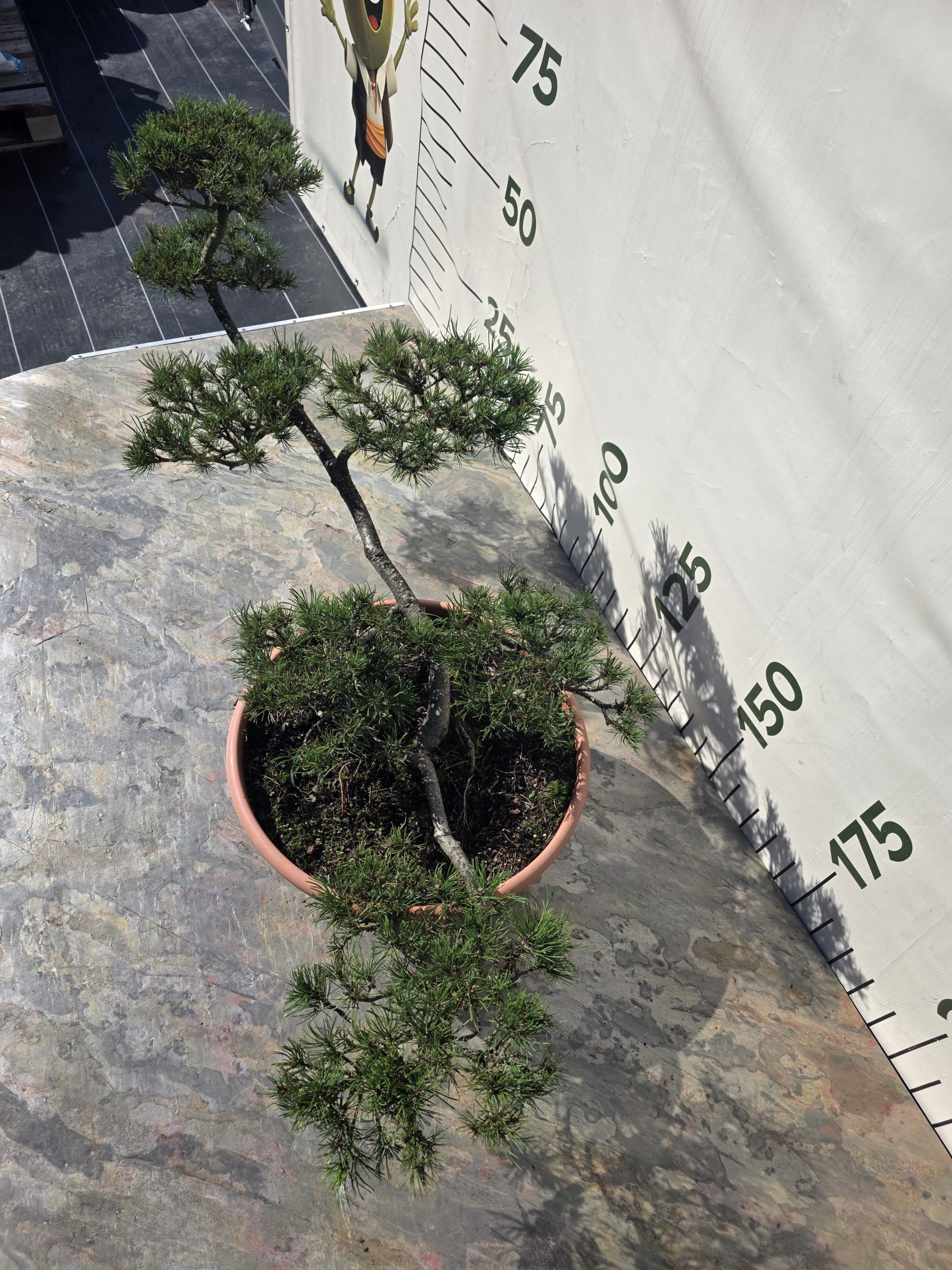 Pušis kalninė „Kopa“ (NIWAKI, lot. Pinus mugo) C60 66–93 CM - Image 4