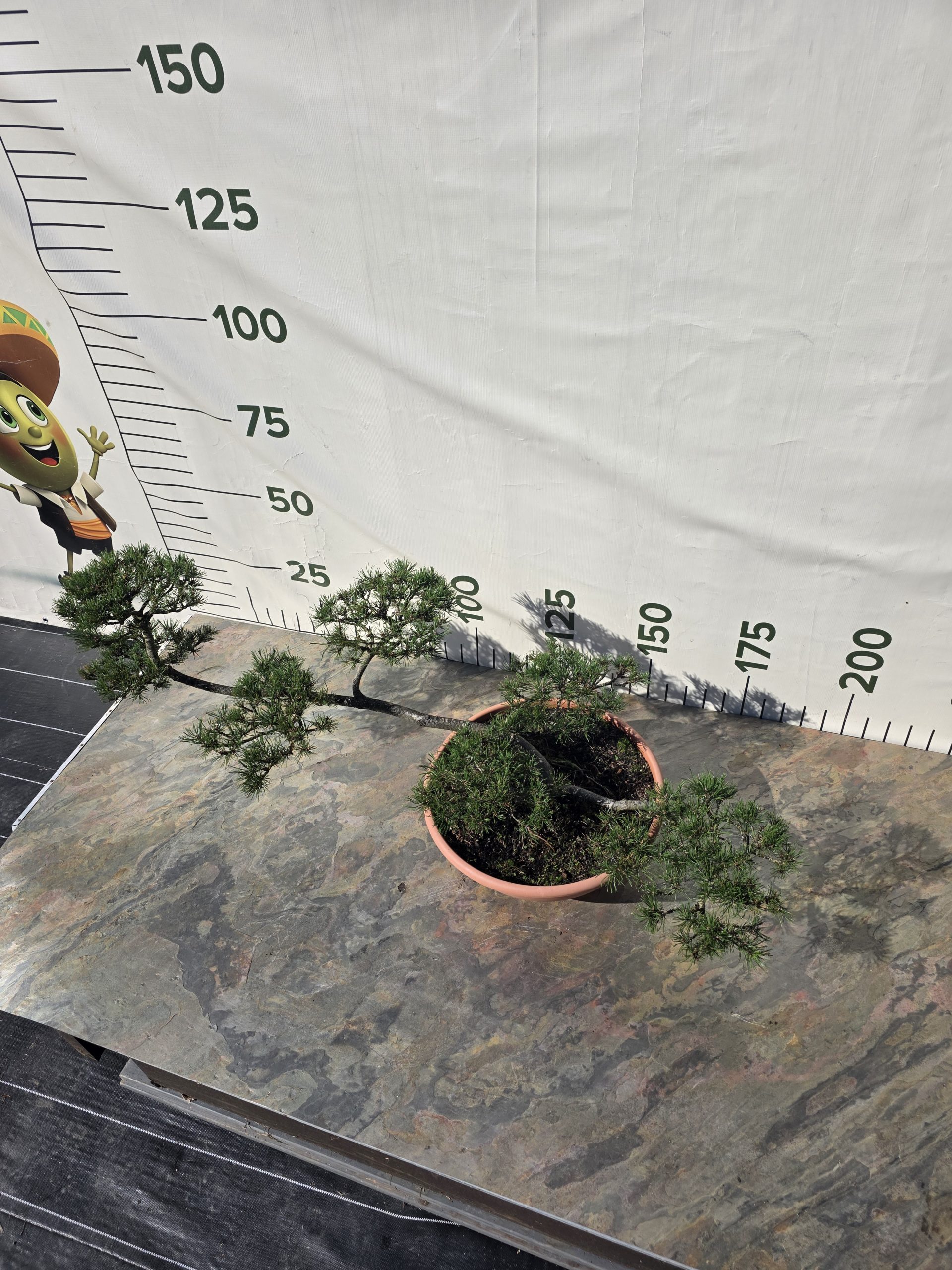 Pušis kalninė „Kopa“ (NIWAKI, lot. Pinus mugo) C60 66–93 CM - Image 2