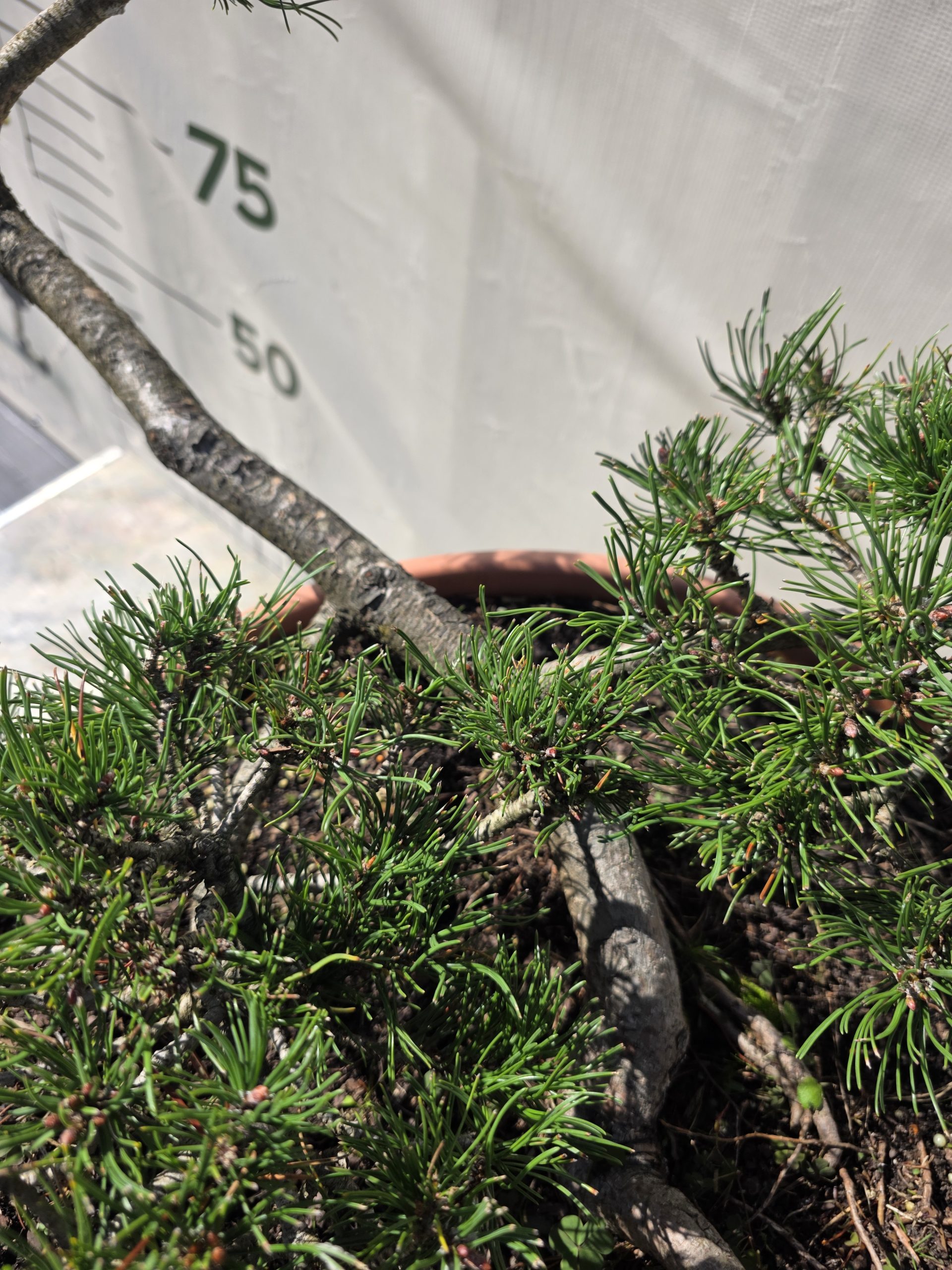 Pušis kalninė „Kopa“ (NIWAKI, lot. Pinus mugo) C60 66–93 CM - Image 7