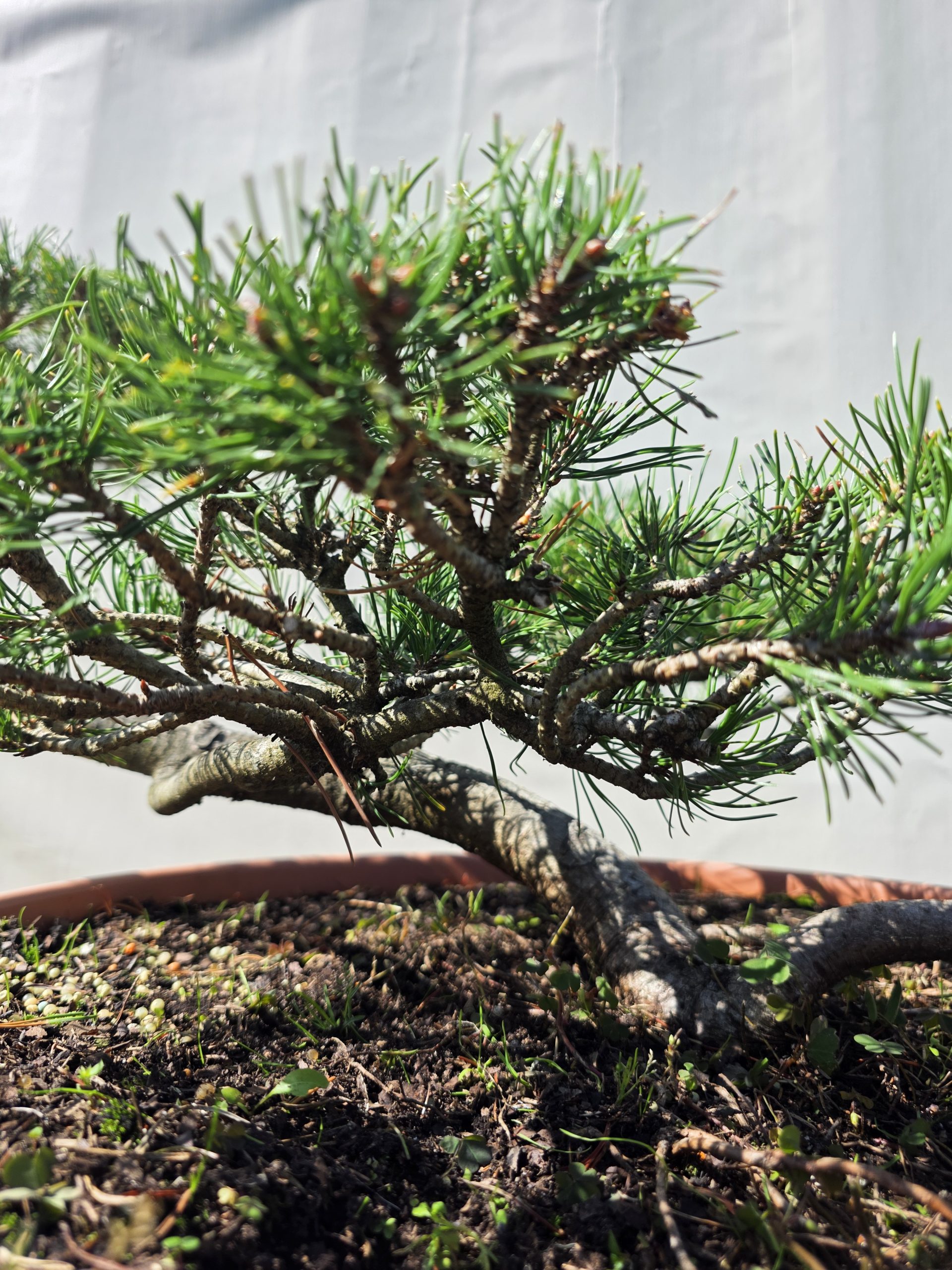 Pušis kalninė „Kopa“ (NIWAKI, lot. Pinus mugo) C60 66–93 CM - Image 3