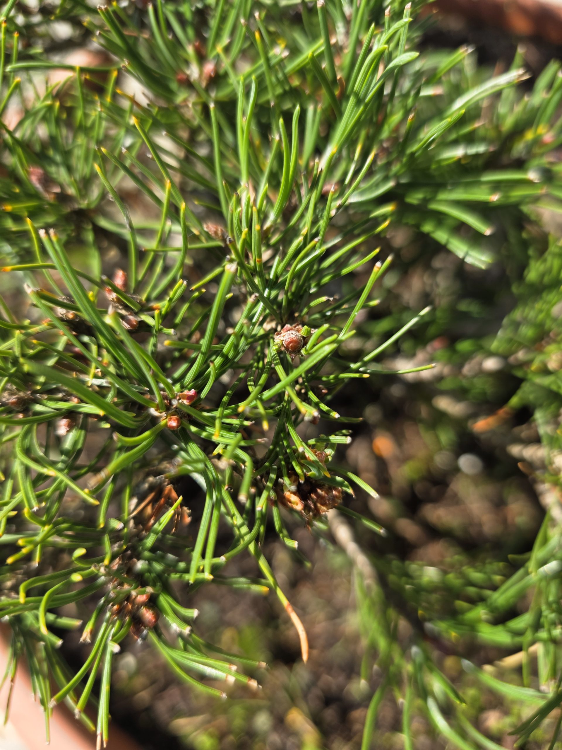 Pušis kalninė „Kopa“ (NIWAKI, lot. Pinus mugo) C60 66–93 CM - Image 8