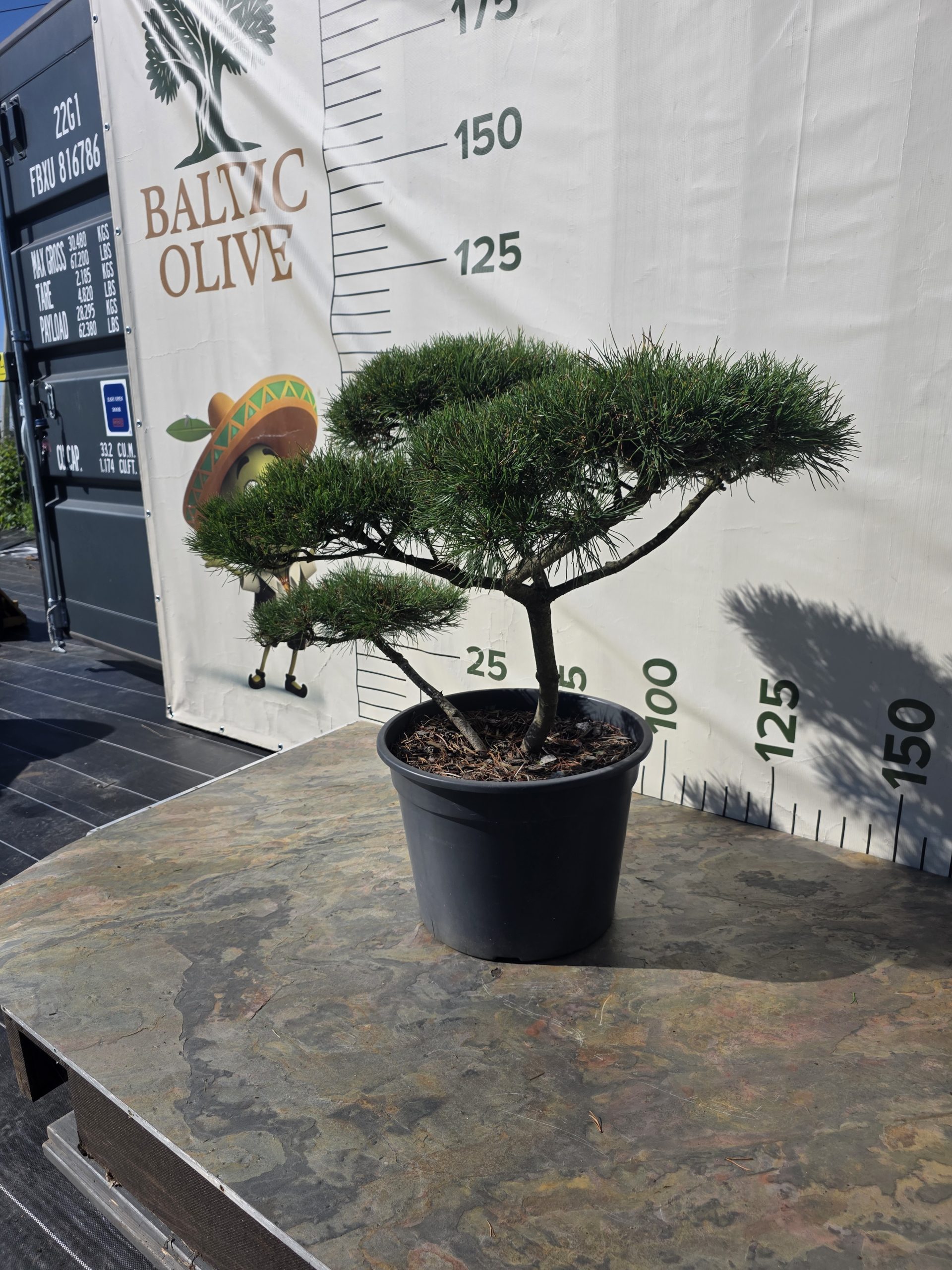 Pušis kalninė „Ramybė“ (NIWAKI, lot. Pinus mugo) C45 76–107 CM - Image 2