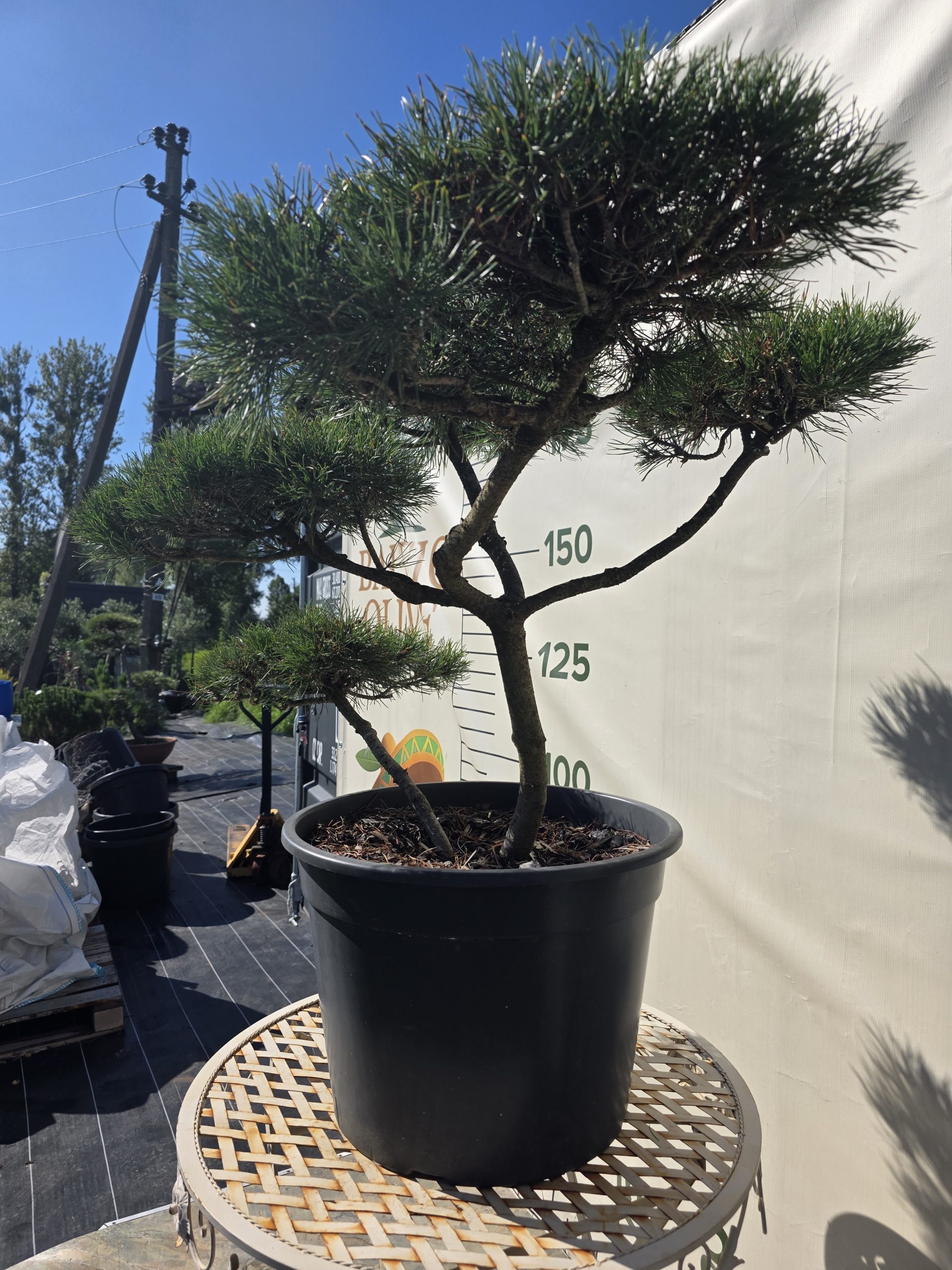 Pušis kalninė „Ramybė“ (NIWAKI, lot. Pinus mugo) C45 76–107 CM - Image 3