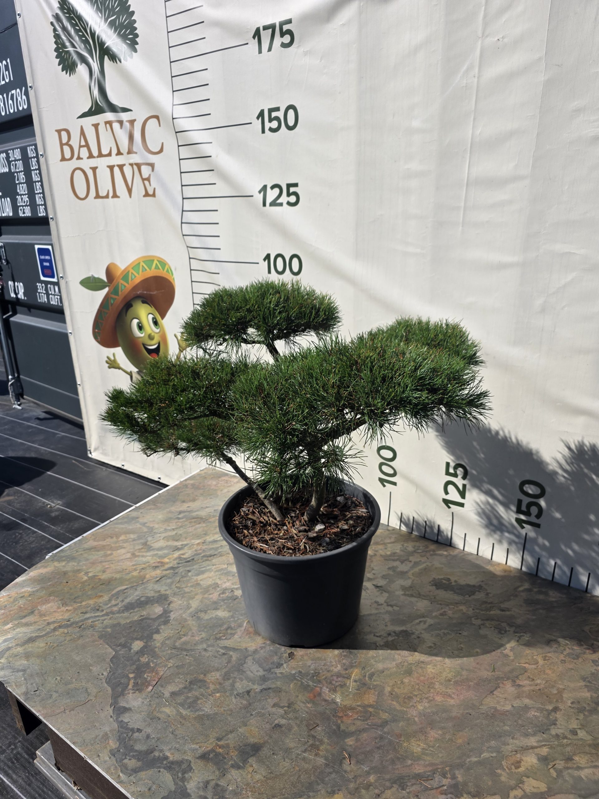 Pušis kalninė „Ramybė“ (NIWAKI, lot. Pinus mugo) C45 76–107 CM - Image 7