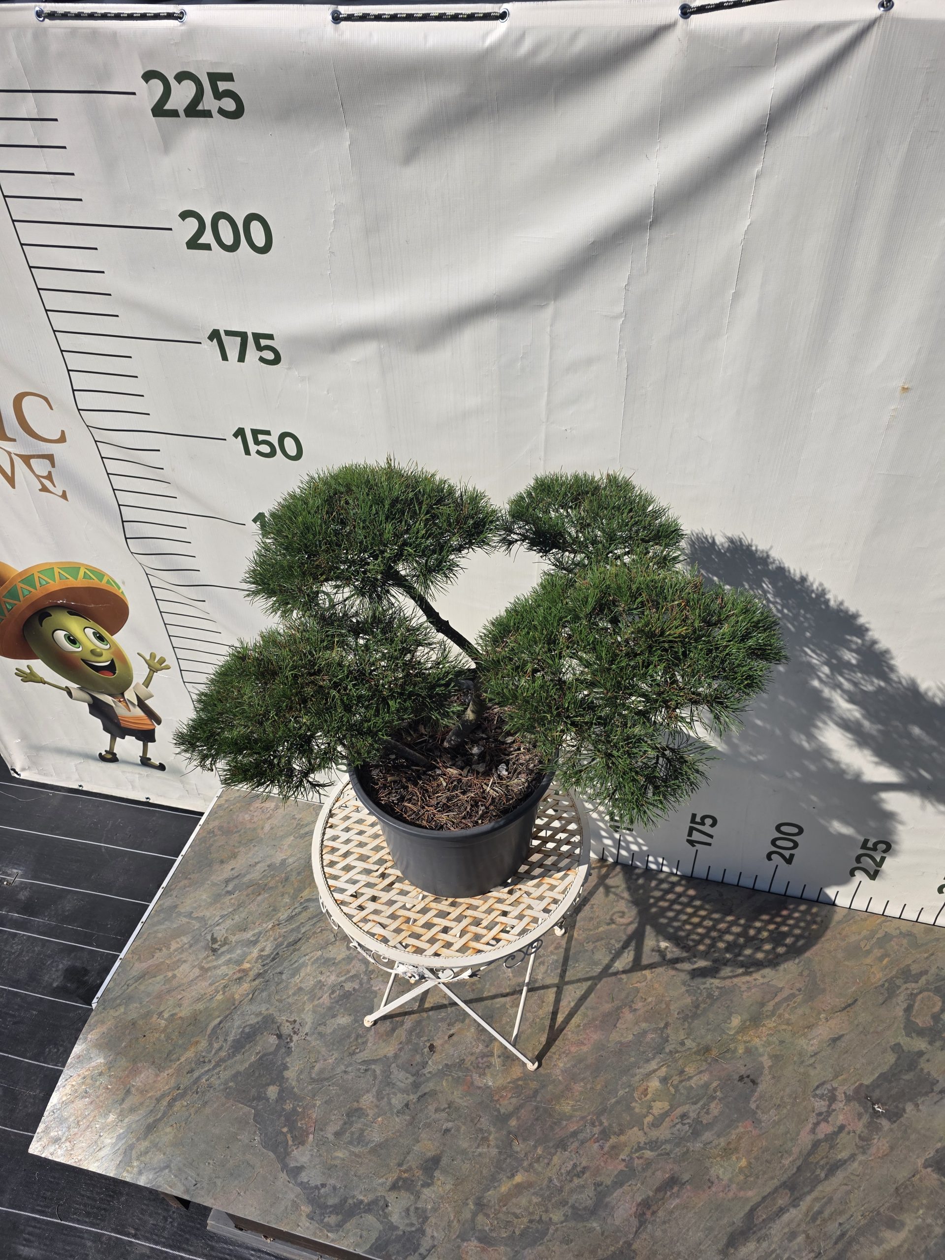 Pušis kalninė „Ramybė“ (NIWAKI, lot. Pinus mugo) C45 76–107 CM - Image 8