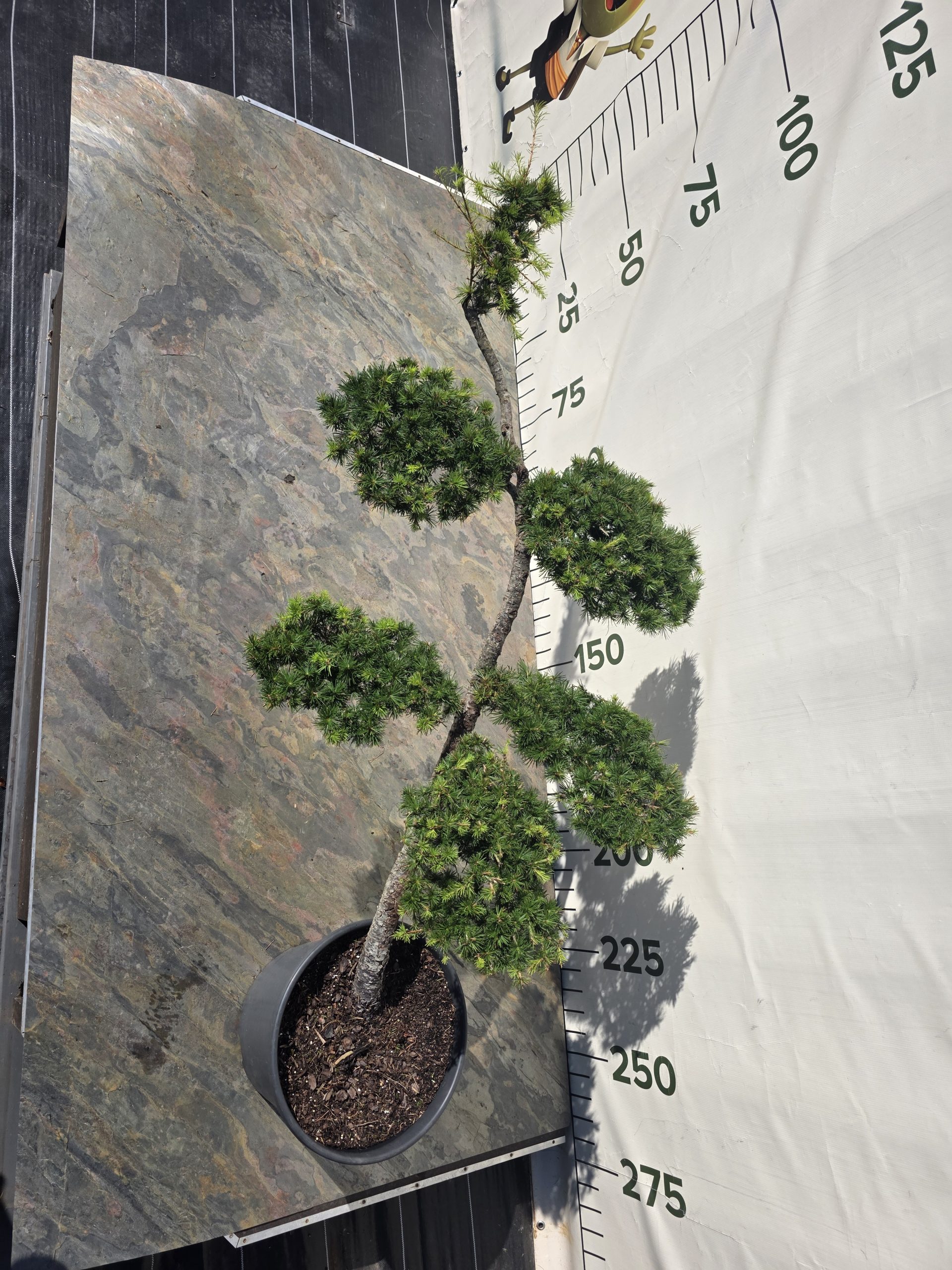 Maumedis europinis „Vėtra“ (NIWAKI, lot. Larix decidua) C30 57–85 CM - Image 5