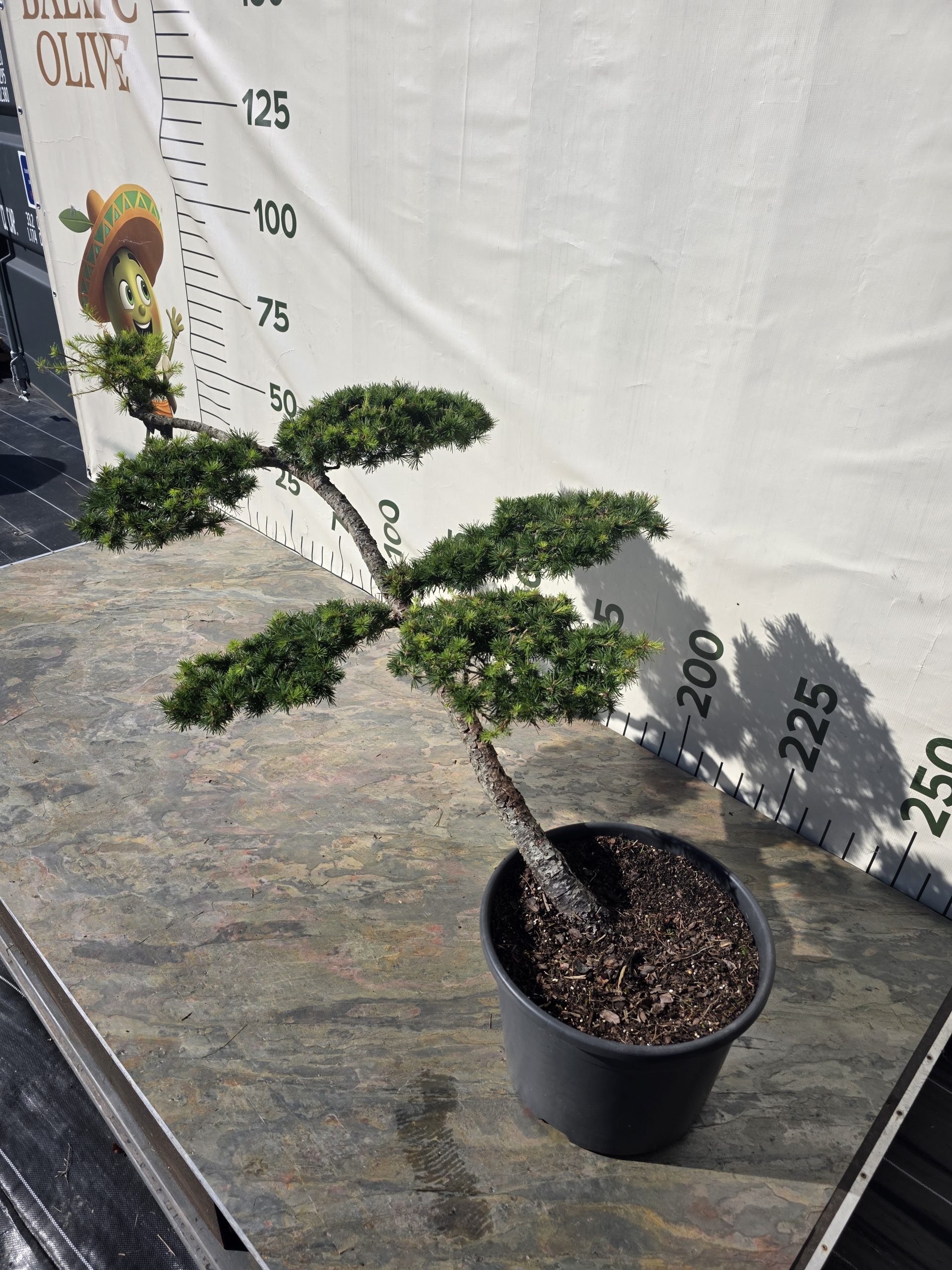 Maumedis europinis „Vėtra“ (NIWAKI, lot. Larix decidua) C30 57–85 CM - Image 2