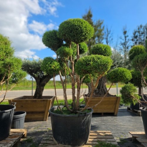 Puskiparisis žirniavaisis „Dangus“ (SODO BONSAI, lot. Chamaecyparis pisifera) ‘Filifera Nana’ C160 163–205 CM