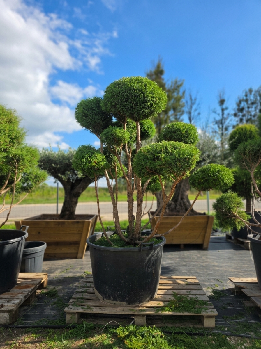 Puskiparisis žirniavaisis „Dangus“ (SODO BONSAI, lot. Chamaecyparis pisifera) ‘Filifera Nana’ C160 163–205 CM