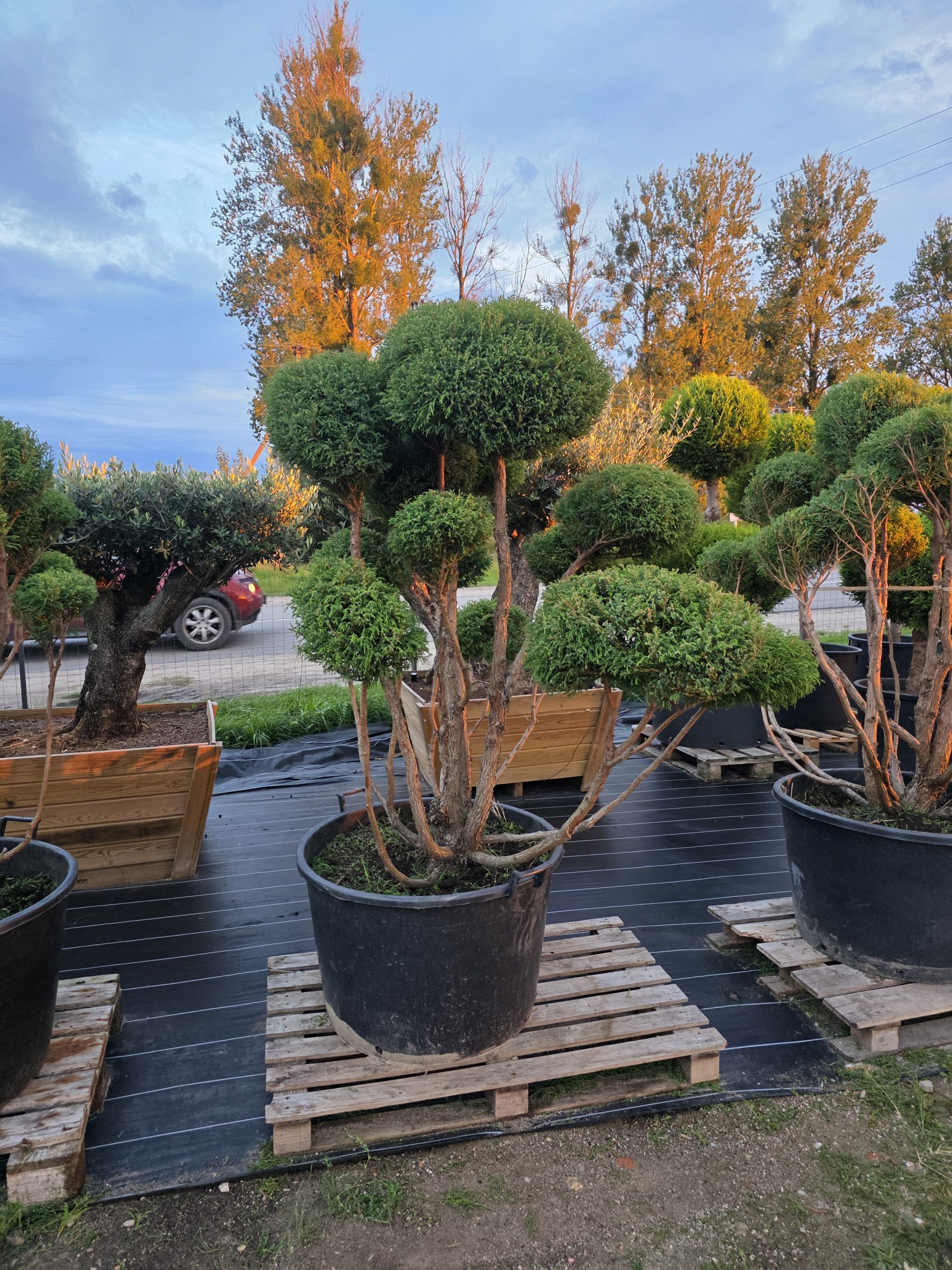Puskiparisis žirniavaisis „Dangus“ (SODO BONSAI, lot. Chamaecyparis pisifera) ‘Filifera Nana’ C160 163–205 CM - Image 2