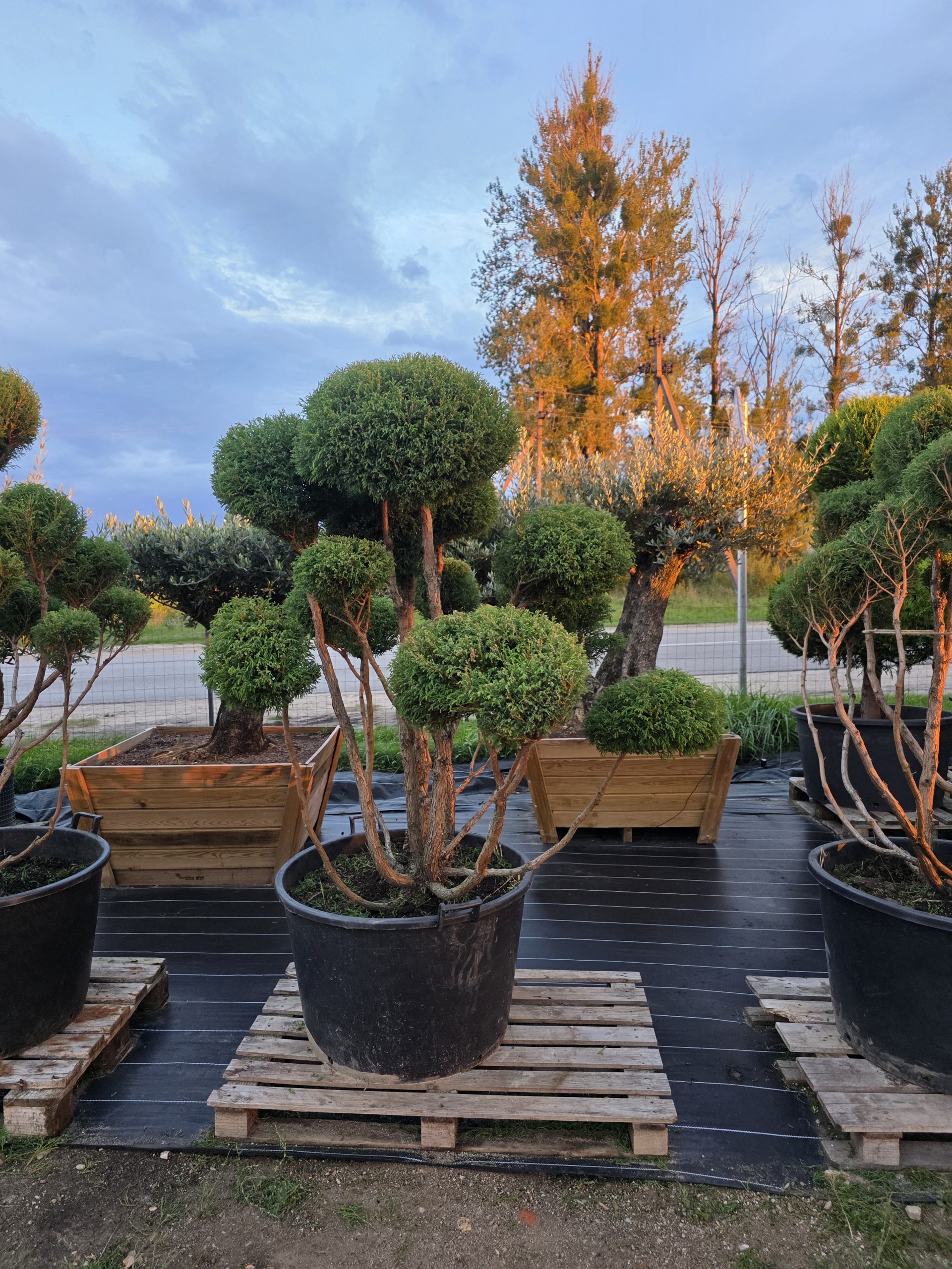 Puskiparisis žirniavaisis „Dangus“ (SODO BONSAI, lot. Chamaecyparis pisifera) ‘Filifera Nana’ C160 163–205 CM - Image 4