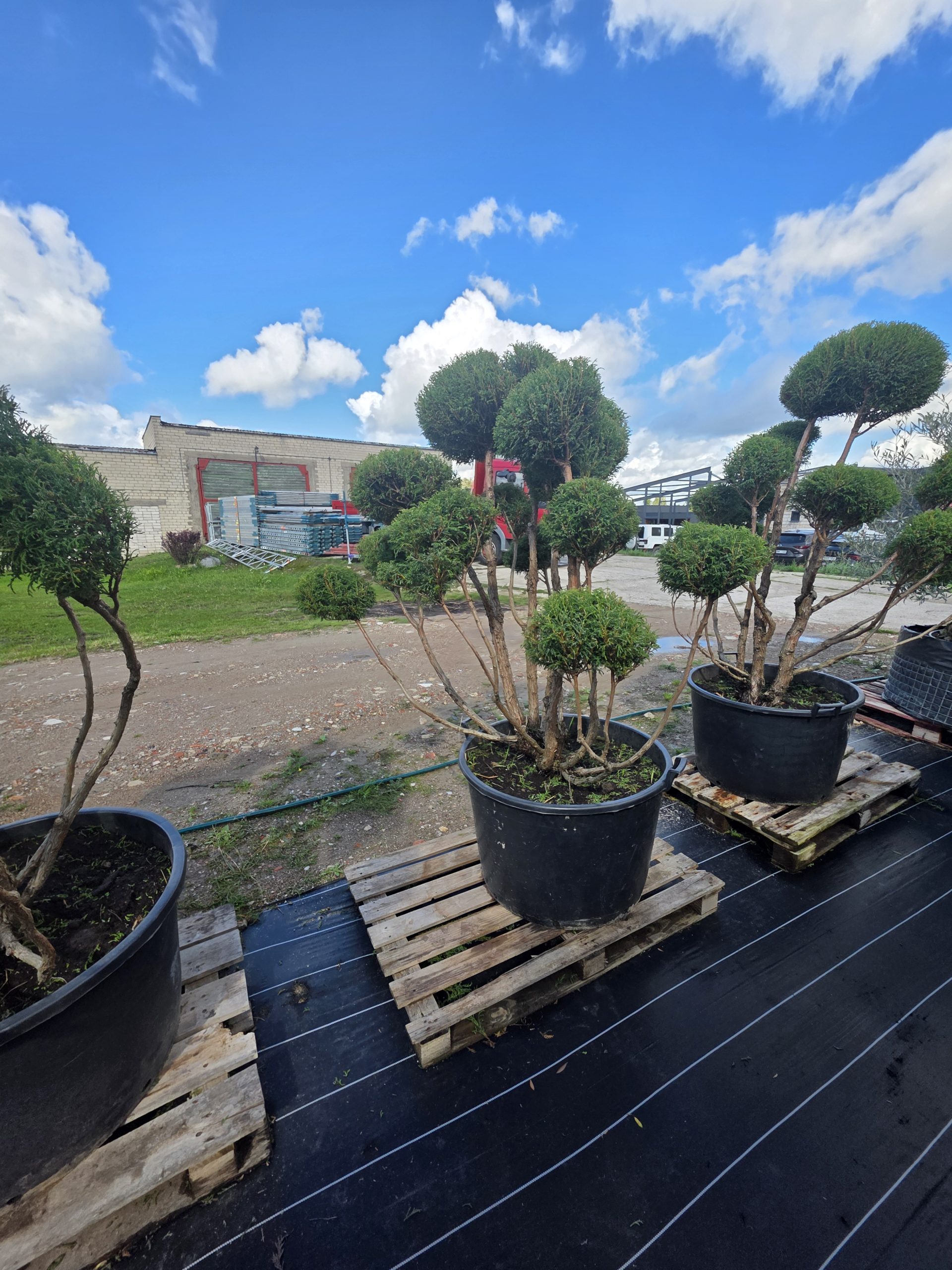 Puskiparisis žirniavaisis „Dangus“ (SODO BONSAI, lot. Chamaecyparis pisifera) ‘Filifera Nana’ C160 163–205 CM - Image 5