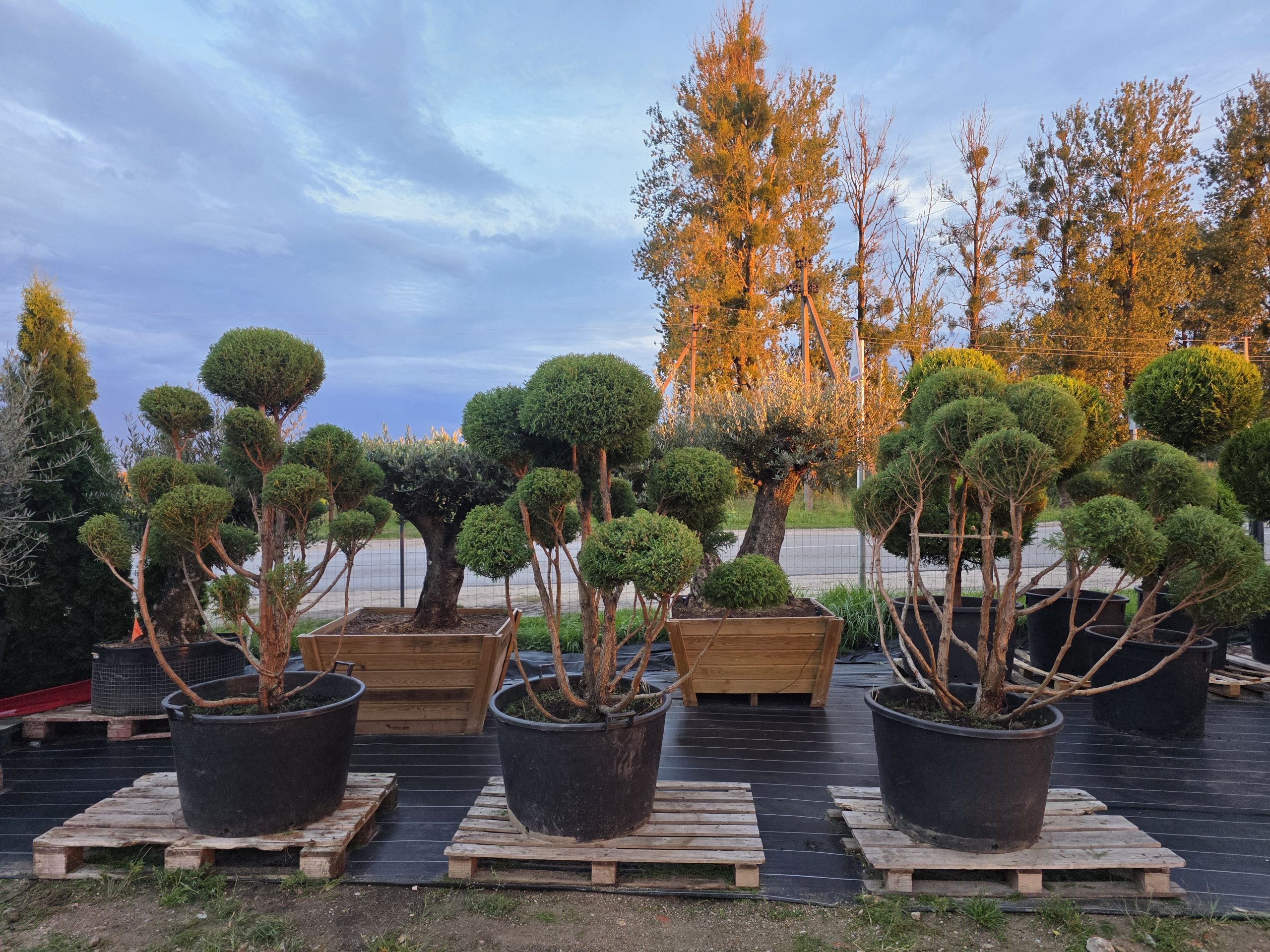 Puskiparisis žirniavaisis „Dangus“ (SODO BONSAI, lot. Chamaecyparis pisifera) ‘Filifera Nana’ C160 163–205 CM - Image 3
