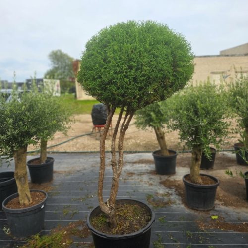 Puskiparisis žirniavaisis „Debesėlis“ (TOPIARIS, lot. Chamaecyparis pisifera) ‘Filifera Nana’ C95 172–208 CM