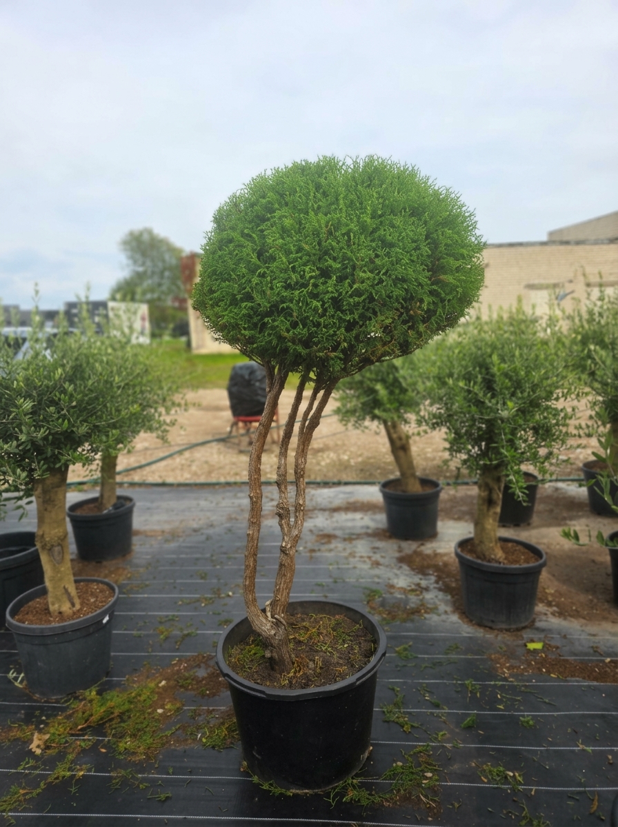 Puskiparisis žirniavaisis „Debesėlis“ (TOPIARIS, lot. Chamaecyparis pisifera) ‘Filifera Nana’ C95 172–208 CM