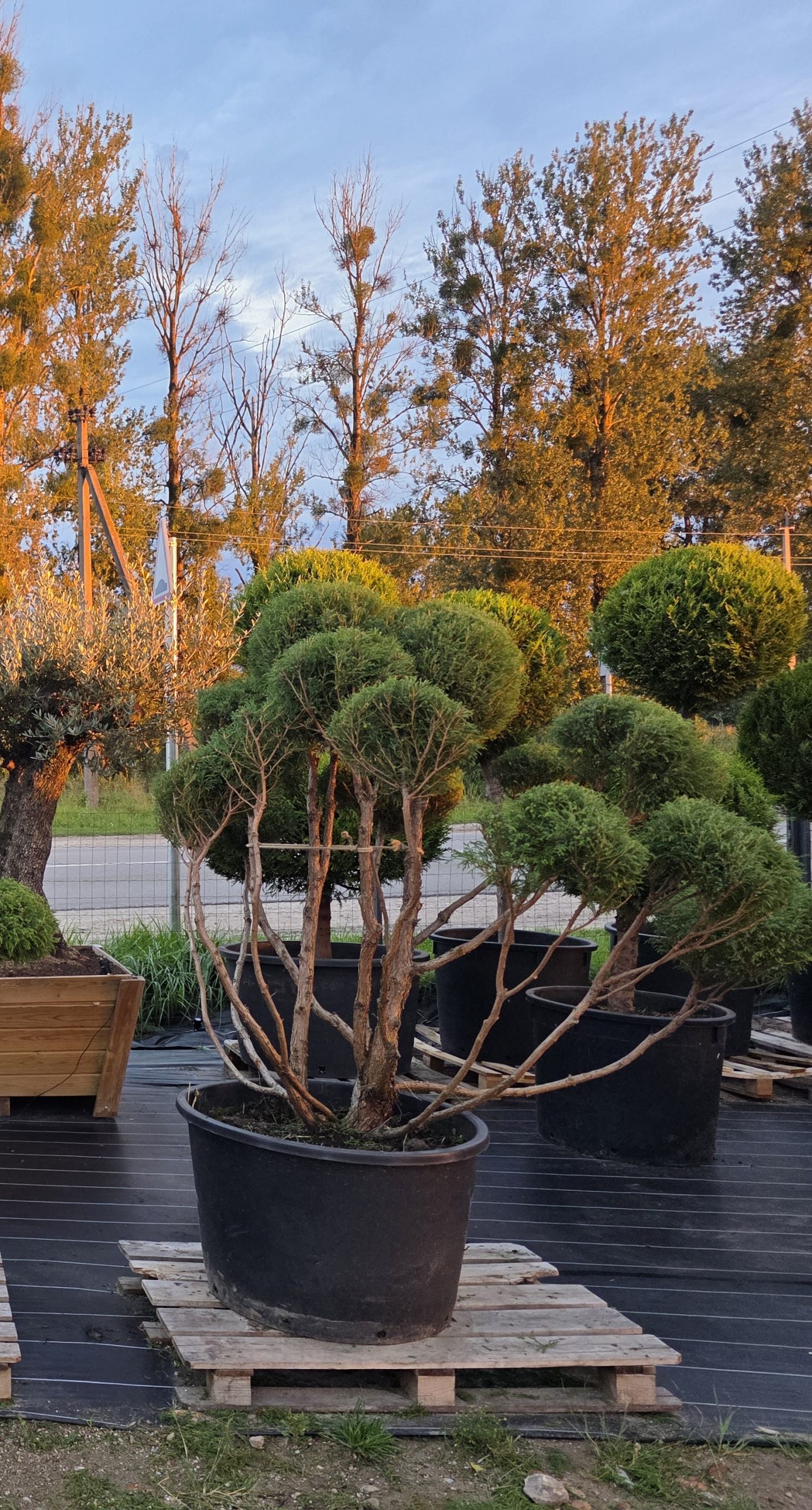 Puskiparisis žirniavaisis „Debesų jūra“ (SODO BONSAI, lot. Chamaecyparis pisifera) ‘Filifera Nana’ C160 160–210 CM - Image 3