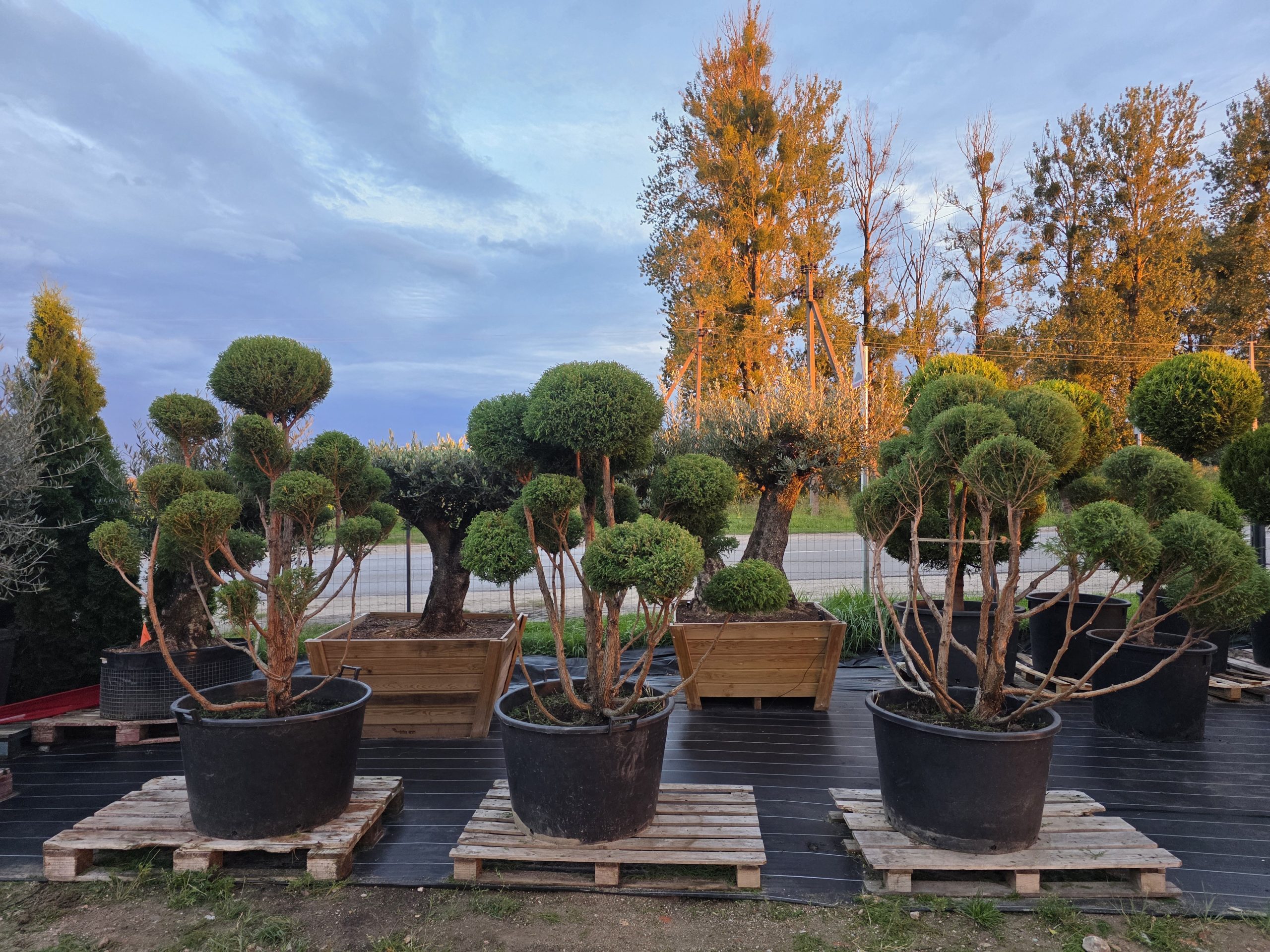 Puskiparisis žirniavaisis „Debesų jūra“ (SODO BONSAI, lot. Chamaecyparis pisifera) ‘Filifera Nana’ C160 160–210 CM - Image 2