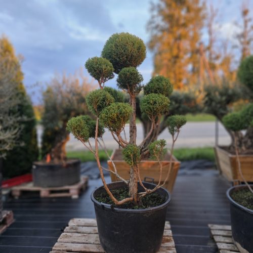 Puskiparisis žirniavaisis „Skliautas“ (SODO BONSAI, lot. Chamaecyparis pisifera) ‘Filifera Nana’ C160 176–216 CM