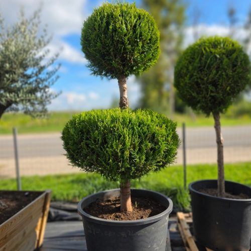 Tuja didžioji „Ballerina L“ (TOPIARIS, lot. Thuja plicata) ‘Kórnik’ C285 208–252 CM