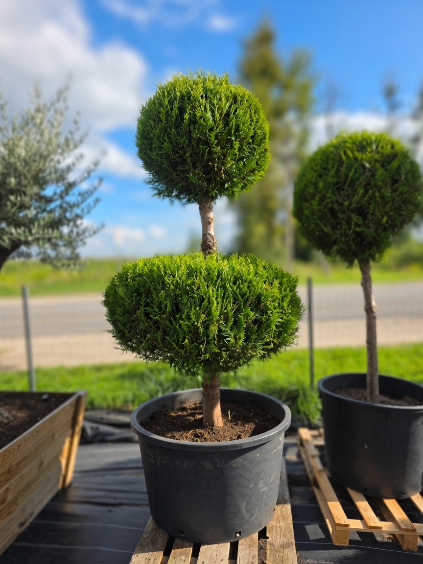 Tuja didžioji „Ballerina L“ (TOPIARIS, lot. Thuja plicata) ‘Kórnik’ C285 208–252 CM