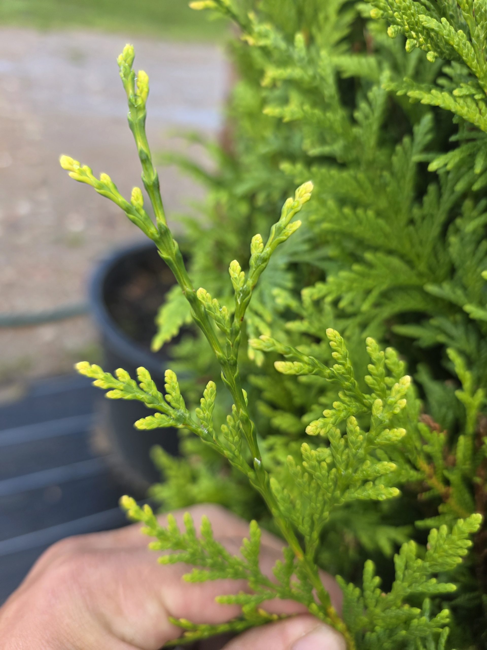Tuja didžioji „Ballerina L“ (TOPIARIS, lot. Thuja plicata) ‘Kórnik’ C285 208–252 CM - Image 3