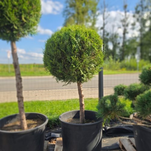 Tuja didžioji „Lollipop M+“ (TOPIARIS, lot. Thuja plicata) ‘Kórnik’ C200 115–210 CM