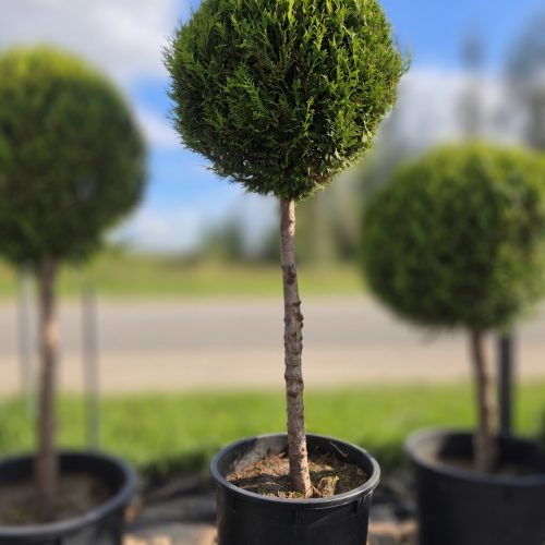 Tuja didžioji „Lollipop L“ (TOPIARIS, lot. Thuja plicata) ‘Kórnik’ C200 180–270 CM