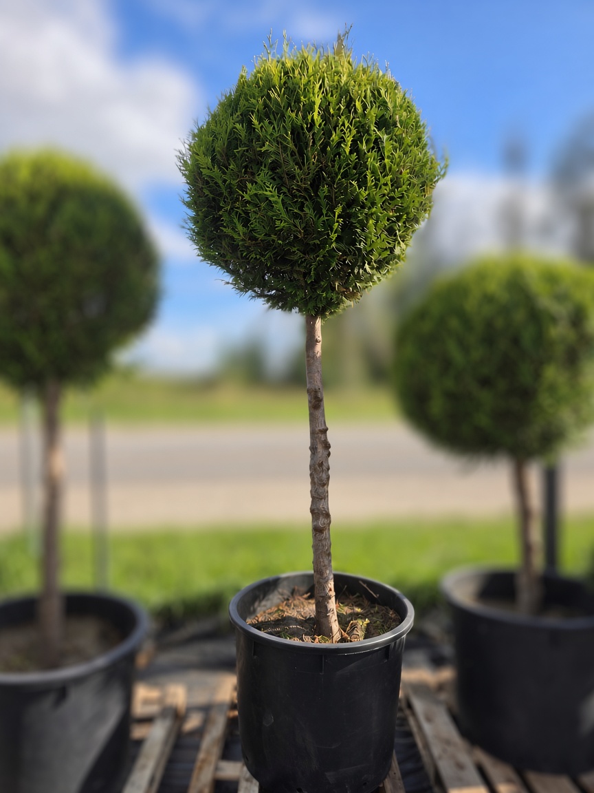 Tuja didžioji „Lollipop L“ (TOPIARIS, lot. Thuja plicata) ‘Kórnik’ C200 180–270 CM