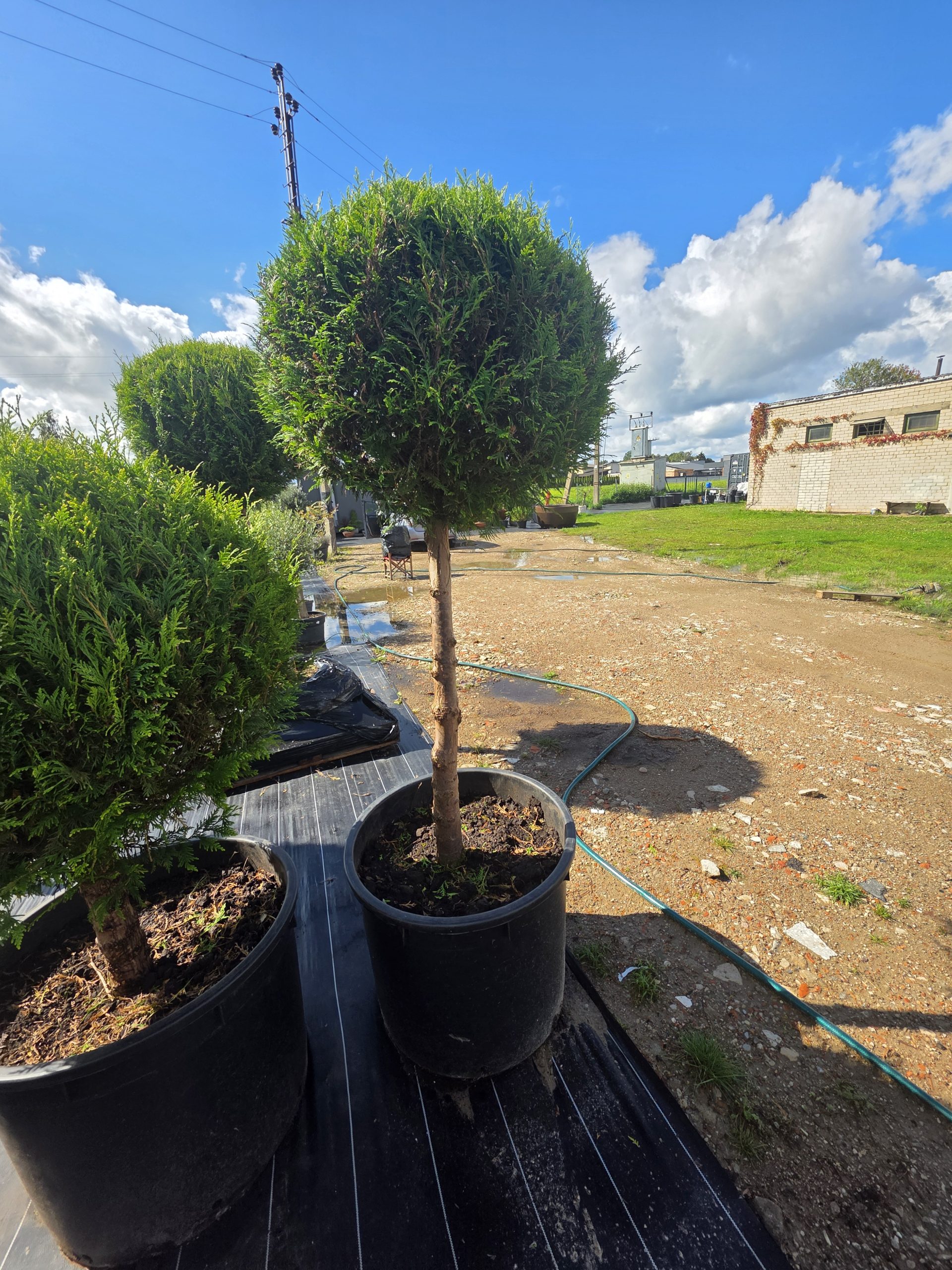 Tuja didžioji „Lollipop L“ (TOPIARIS, lot. Thuja plicata) ‘Kórnik’ C200 180–270 CM - Image 2