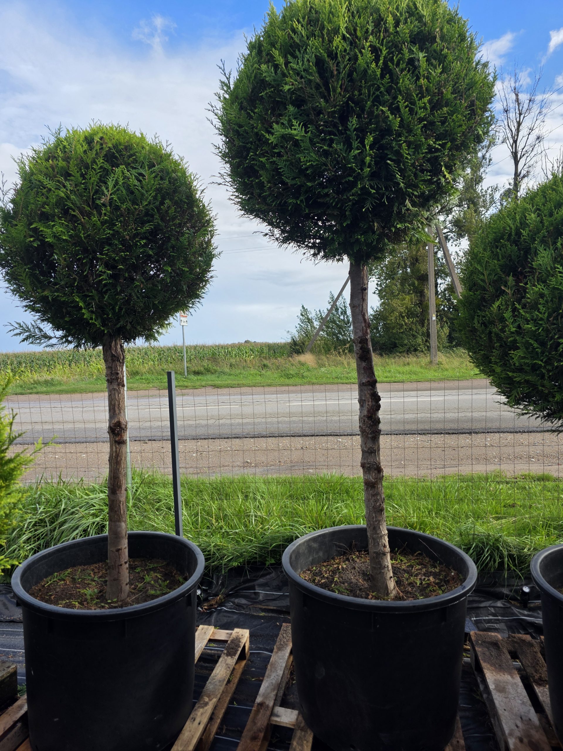 Tuja didžioji „Lollipop L“ (TOPIARIS, lot. Thuja plicata) ‘Kórnik’ C200 180–270 CM - Image 3