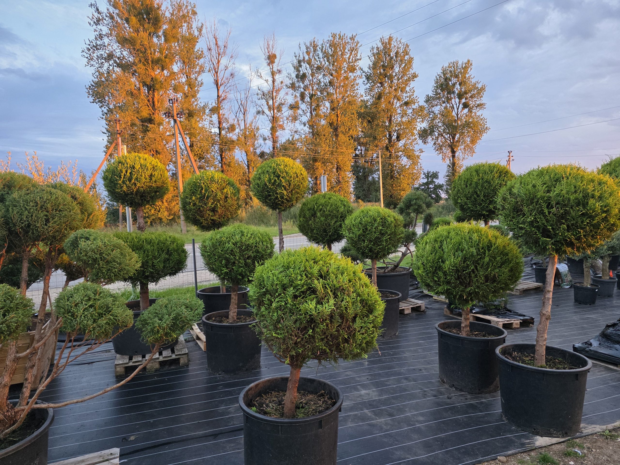 Tuja didžioji „Lollipop L“ (TOPIARIS, lot. Thuja plicata) ‘Kórnik’ C200 180–270 CM - Image 4
