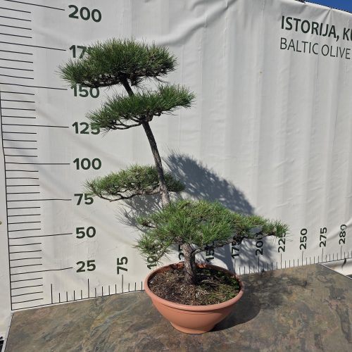 Pušis juodoji „Darna“ (NIWAKI, lot. Pinus nigra) C60 146–172 CM