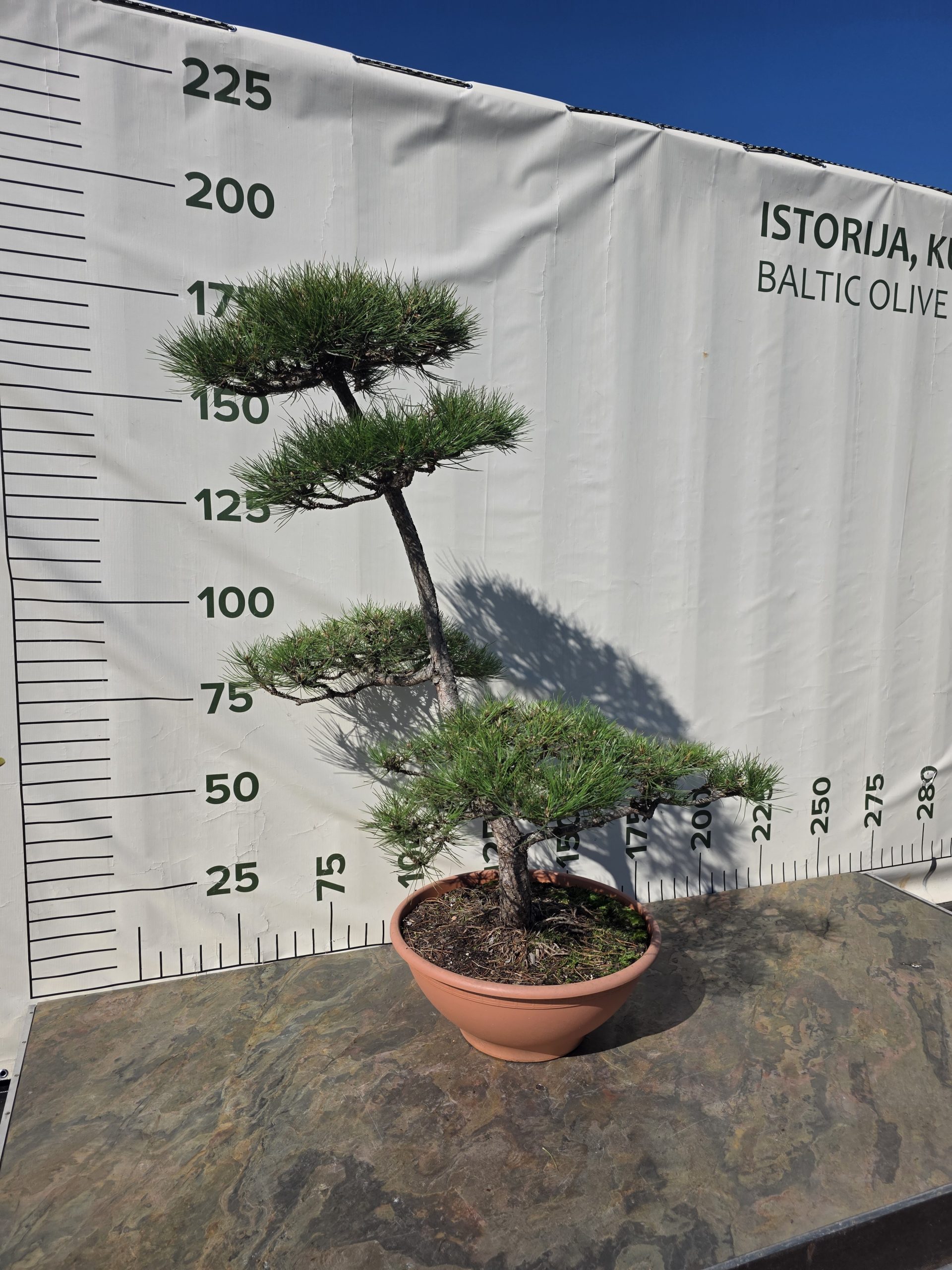 Pušis juodoji „Darna“ (NIWAKI, lot. Pinus nigra) C60 146–172 CM