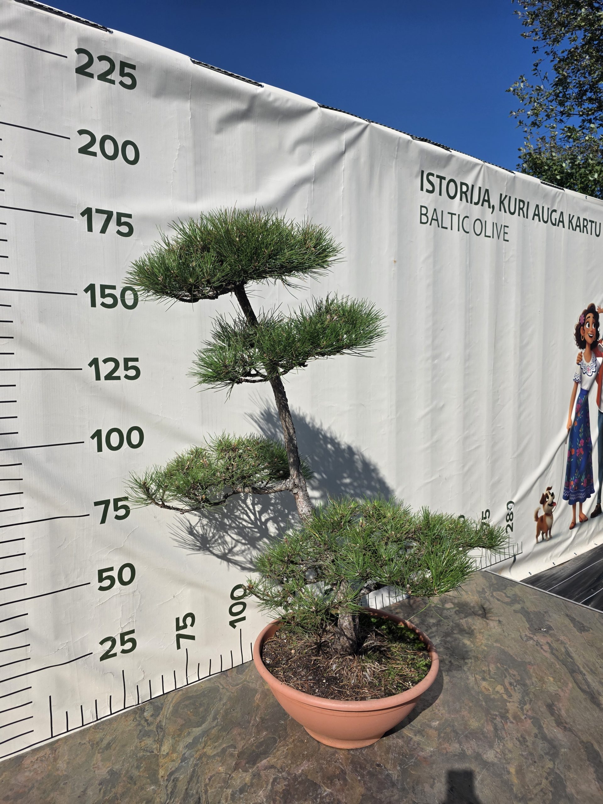 Pušis juodoji „Darna“ (NIWAKI, lot. Pinus nigra) C60 146–172 CM - Image 11