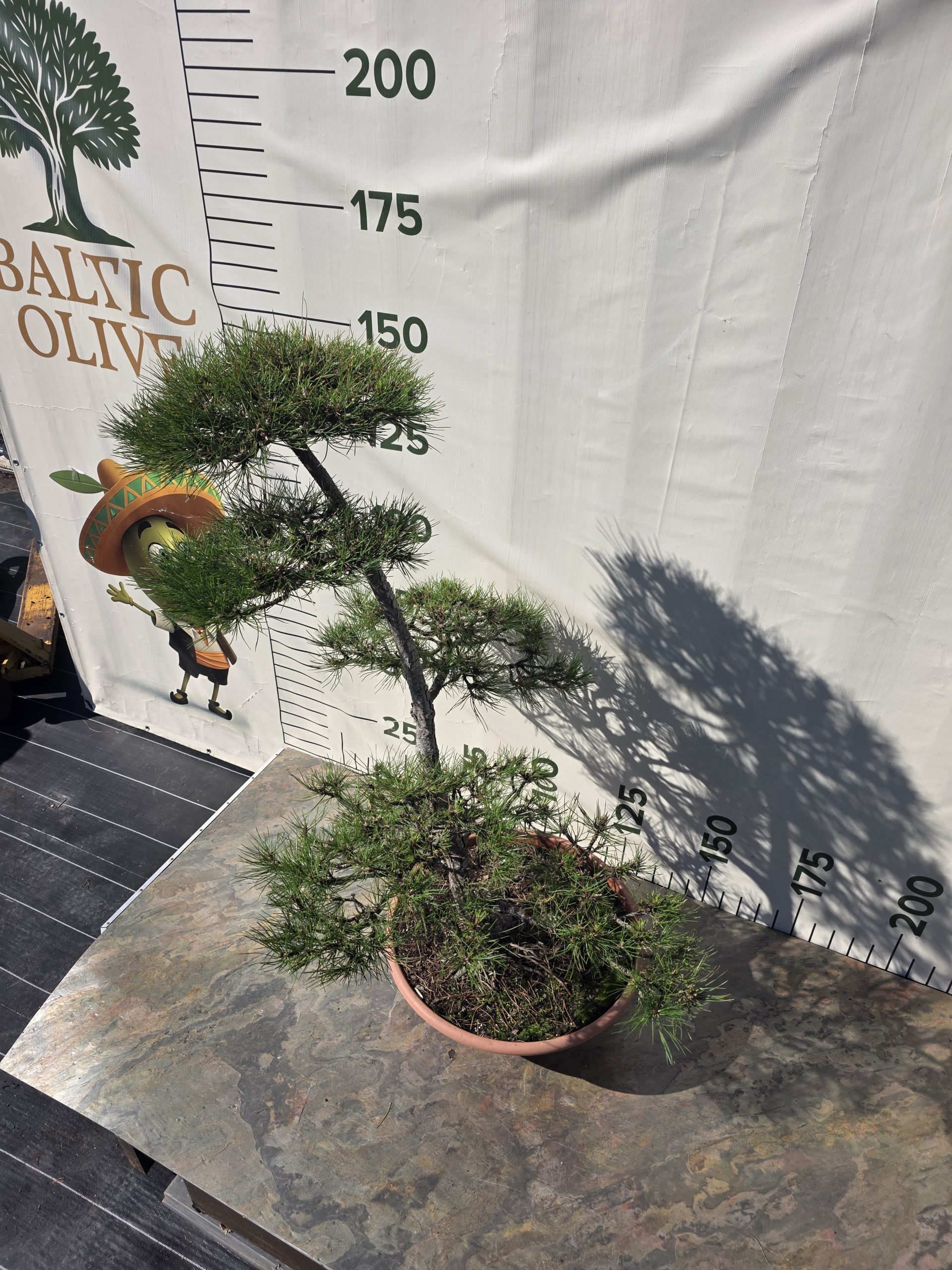 Pušis juodoji „Darna“ (NIWAKI, lot. Pinus nigra) C60 146–172 CM - Image 3