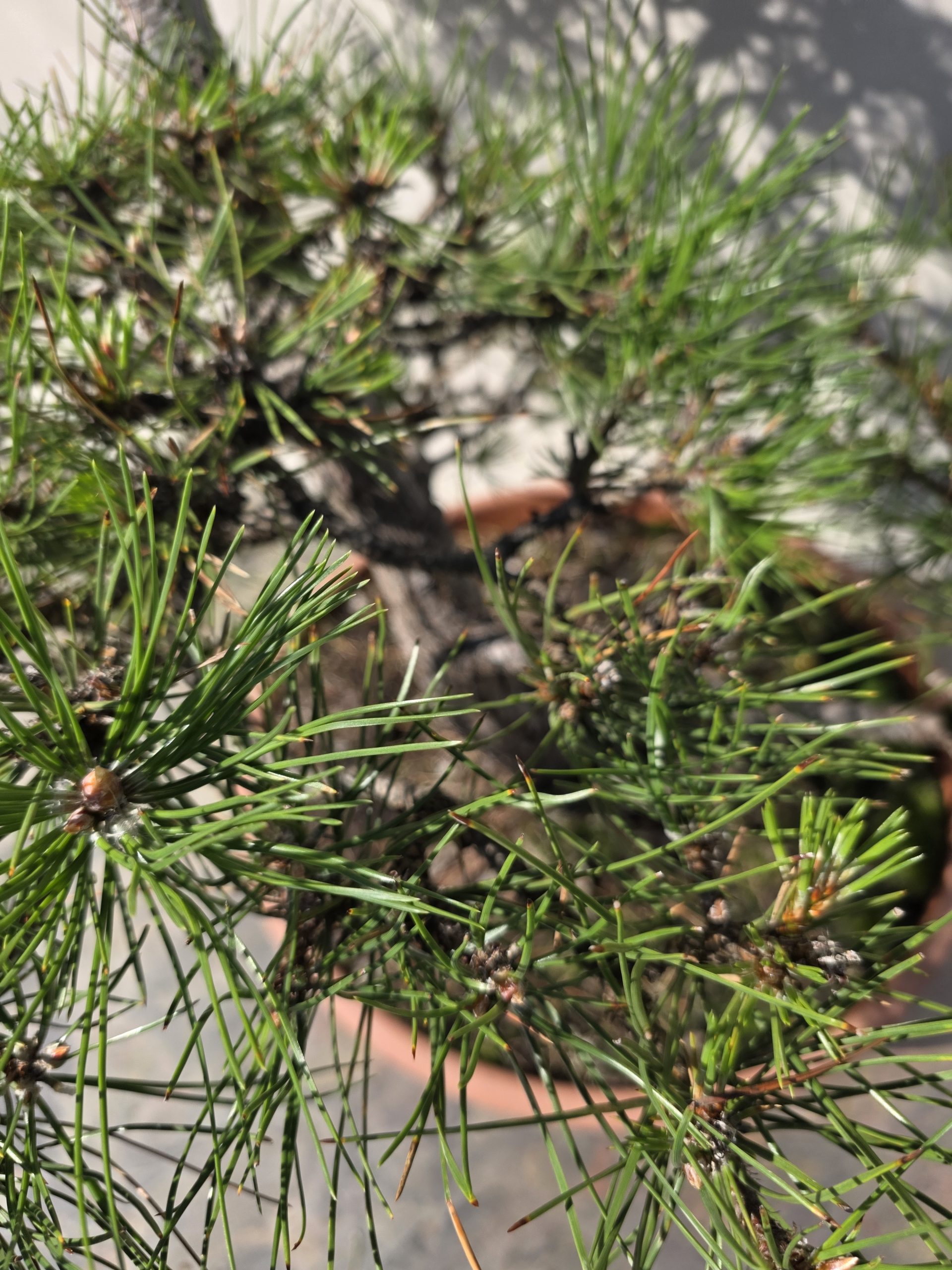 Pušis juodoji „Darna“ (NIWAKI, lot. Pinus nigra) C60 146–172 CM - Image 12