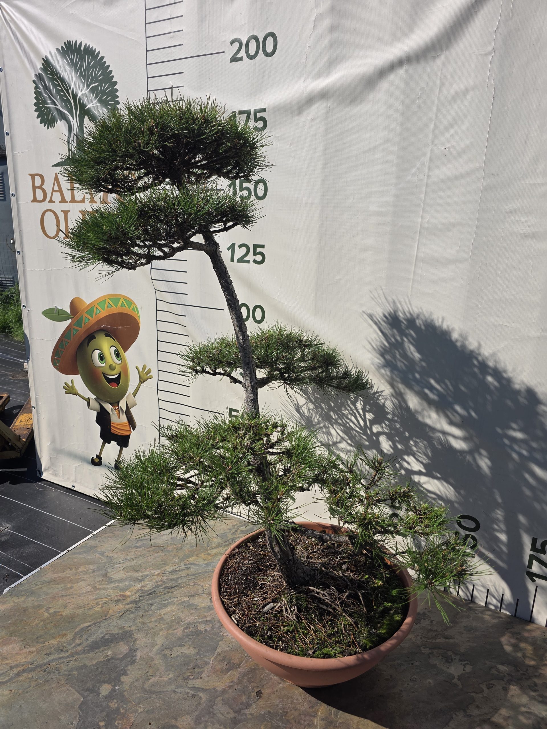 Pušis juodoji „Darna“ (NIWAKI, lot. Pinus nigra) C60 146–172 CM - Image 14