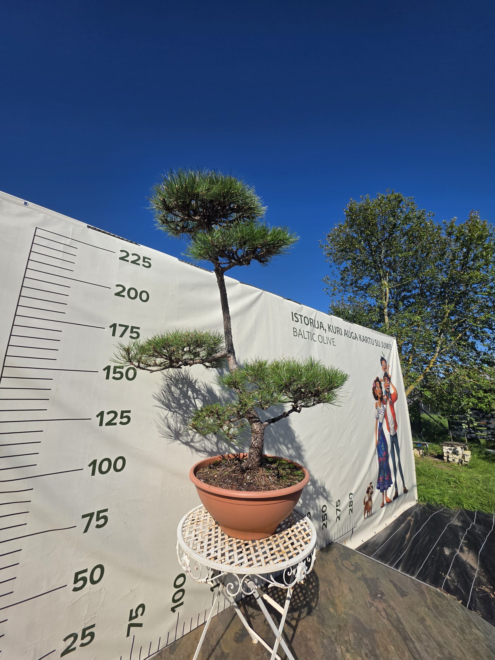 Pušis juodoji „Darna“ (NIWAKI, lot. Pinus nigra) C60 146–172 CM - Image 2