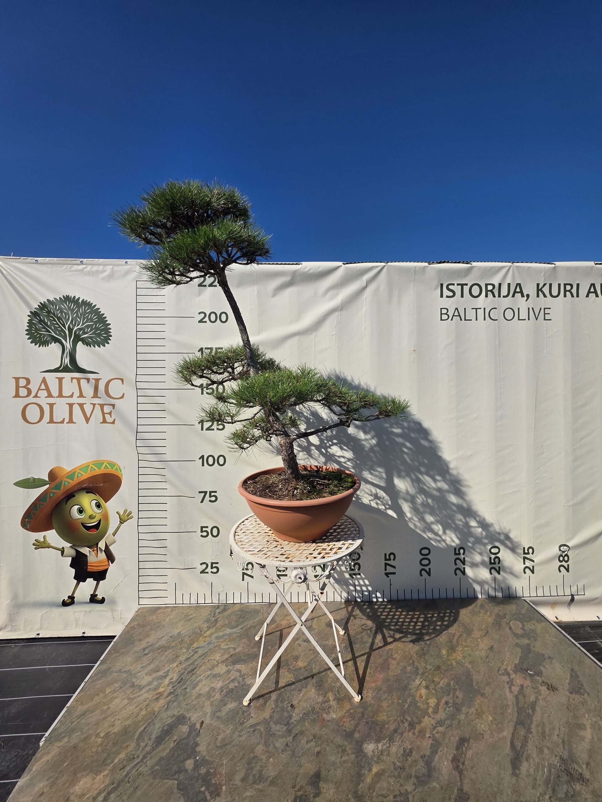Pušis juodoji „Darna“ (NIWAKI, lot. Pinus nigra) C60 146–172 CM - Image 8