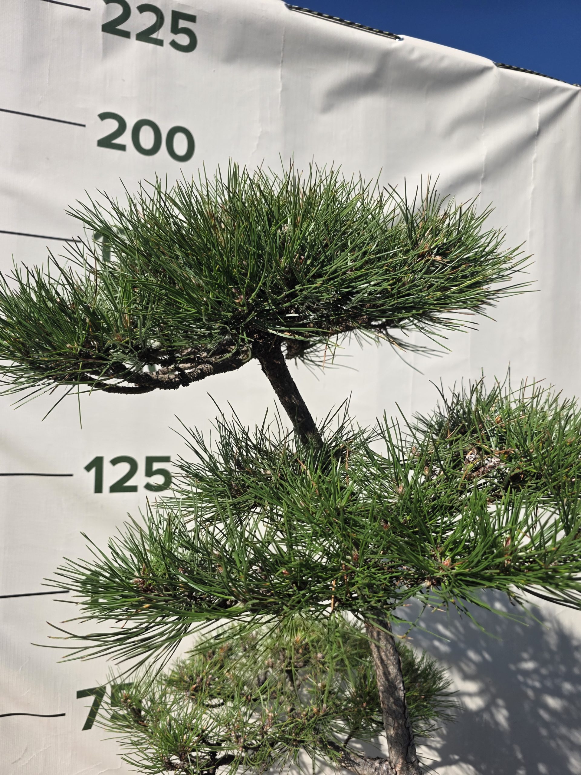 Pušis juodoji „Darna“ (NIWAKI, lot. Pinus nigra) C60 146–172 CM - Image 5