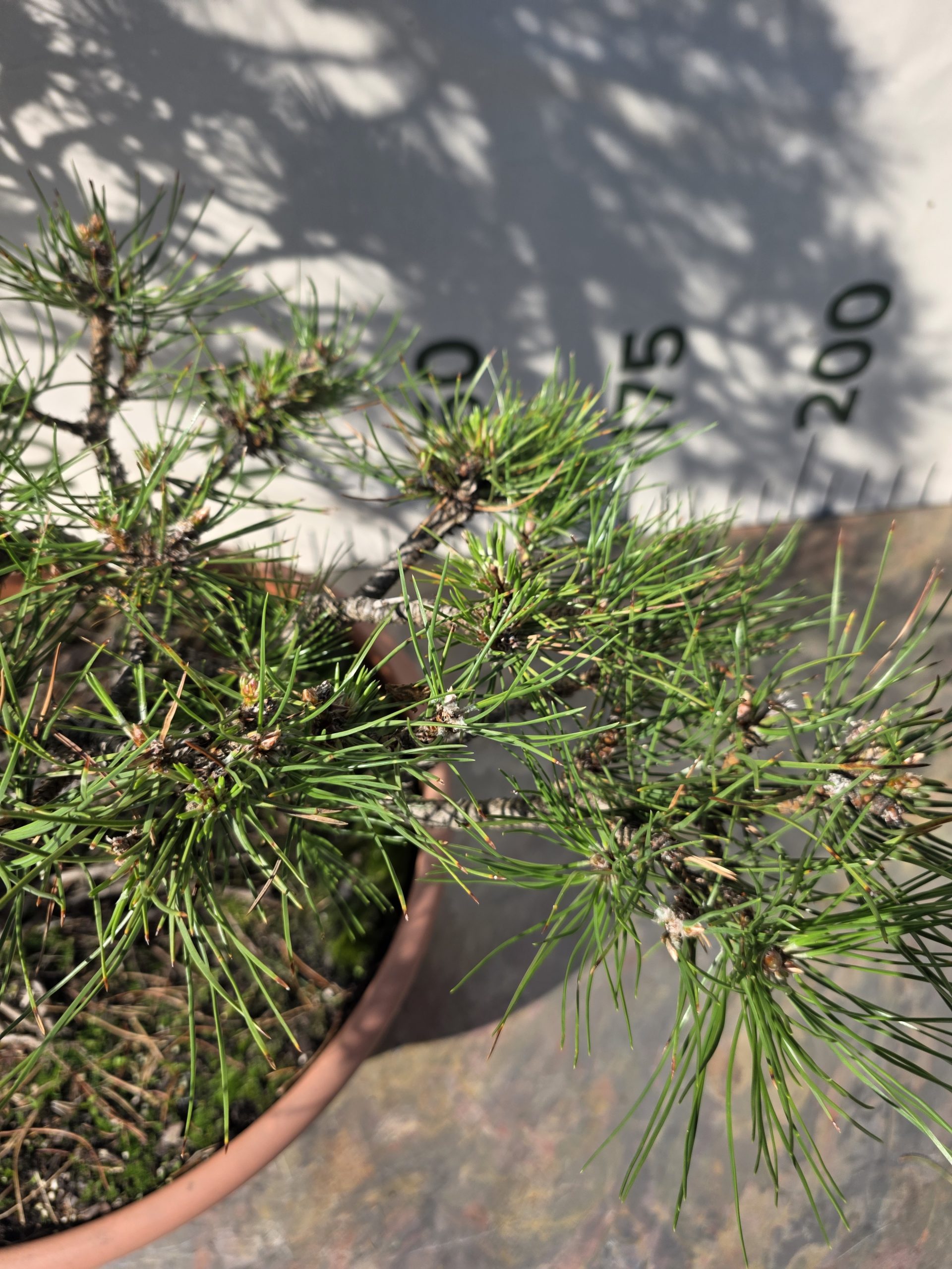 Pušis juodoji „Darna“ (NIWAKI, lot. Pinus nigra) C60 146–172 CM - Image 6
