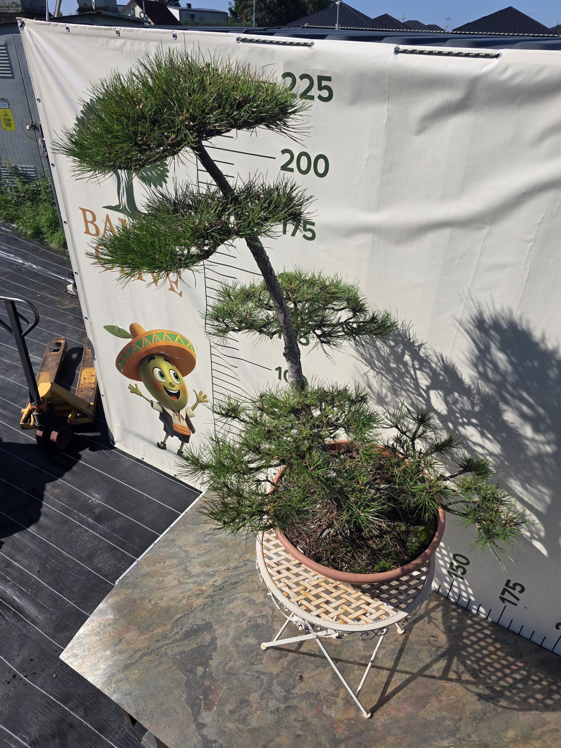 Pušis juodoji „Darna“ (NIWAKI, lot. Pinus nigra) C60 146–172 CM - Image 9
