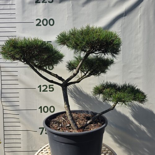 Pušis kalninė „Uola“ (SODO BONSAI, lot. Pinus mugo) C45 103–123 CM