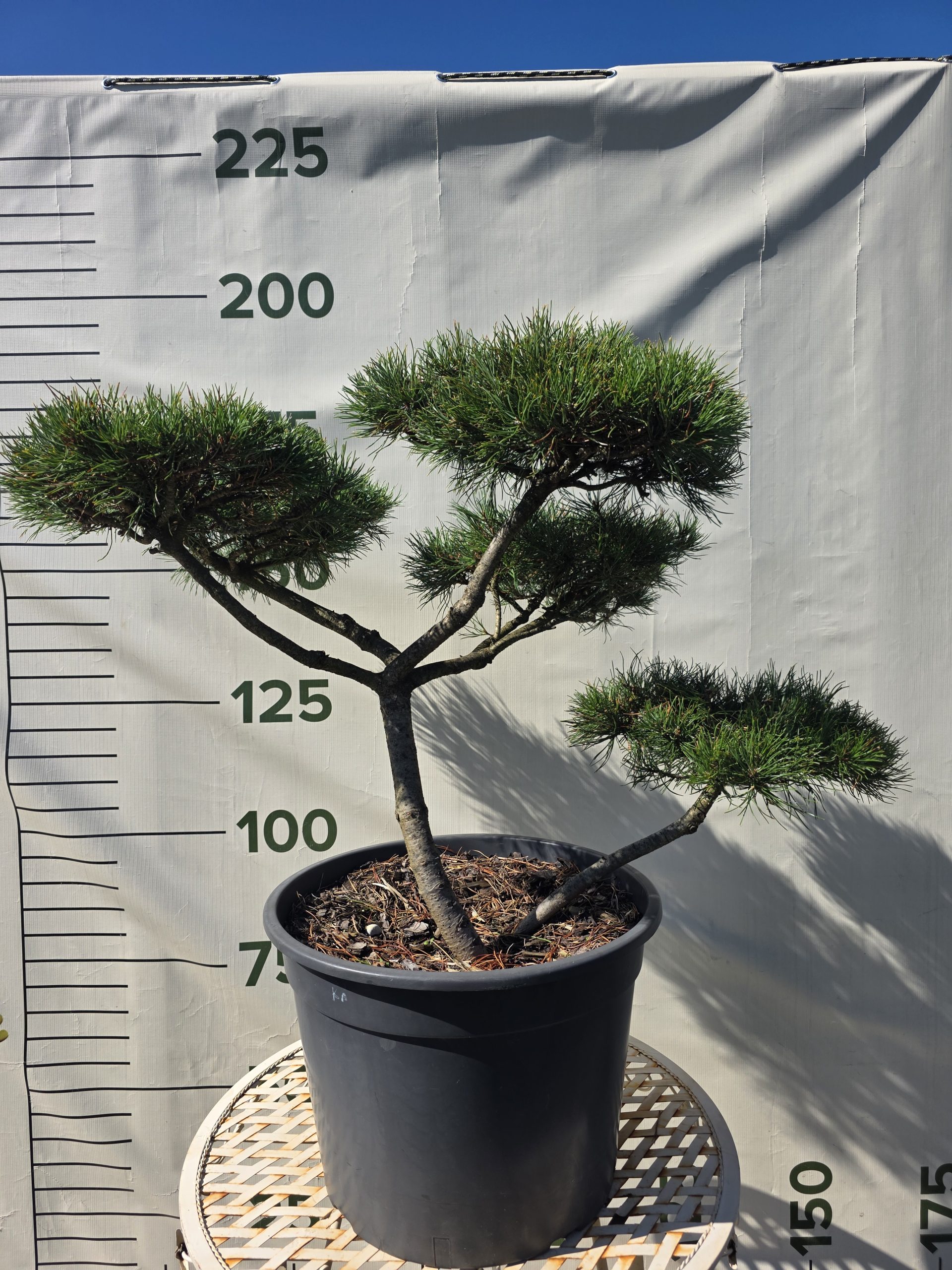 Pušis kalninė „Uola“ (SODO BONSAI, lot. Pinus mugo) C45 103–123 CM