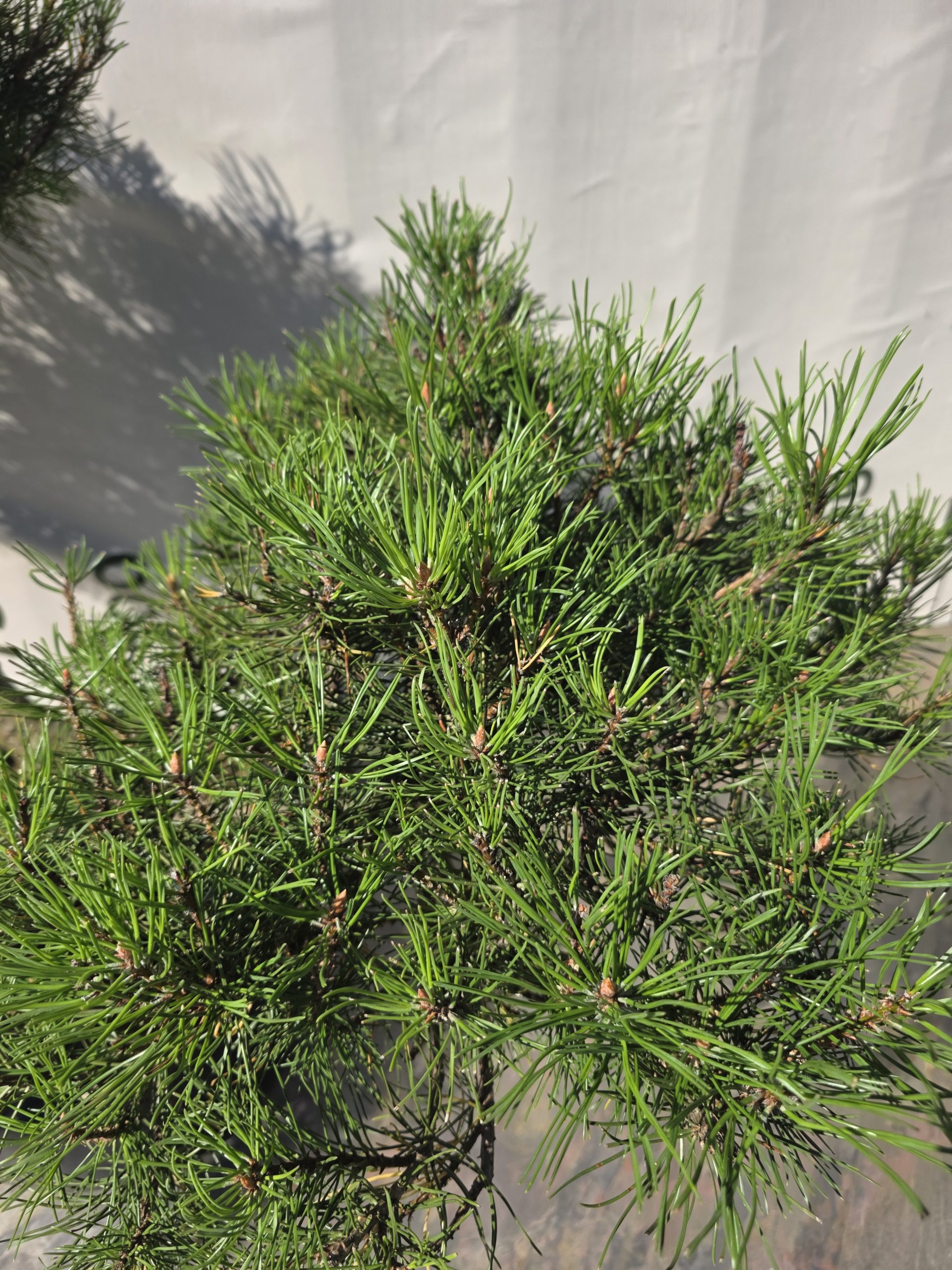 Pušis kalninė „Uola“ (SODO BONSAI, lot. Pinus mugo) C45 103–123 CM - Image 10