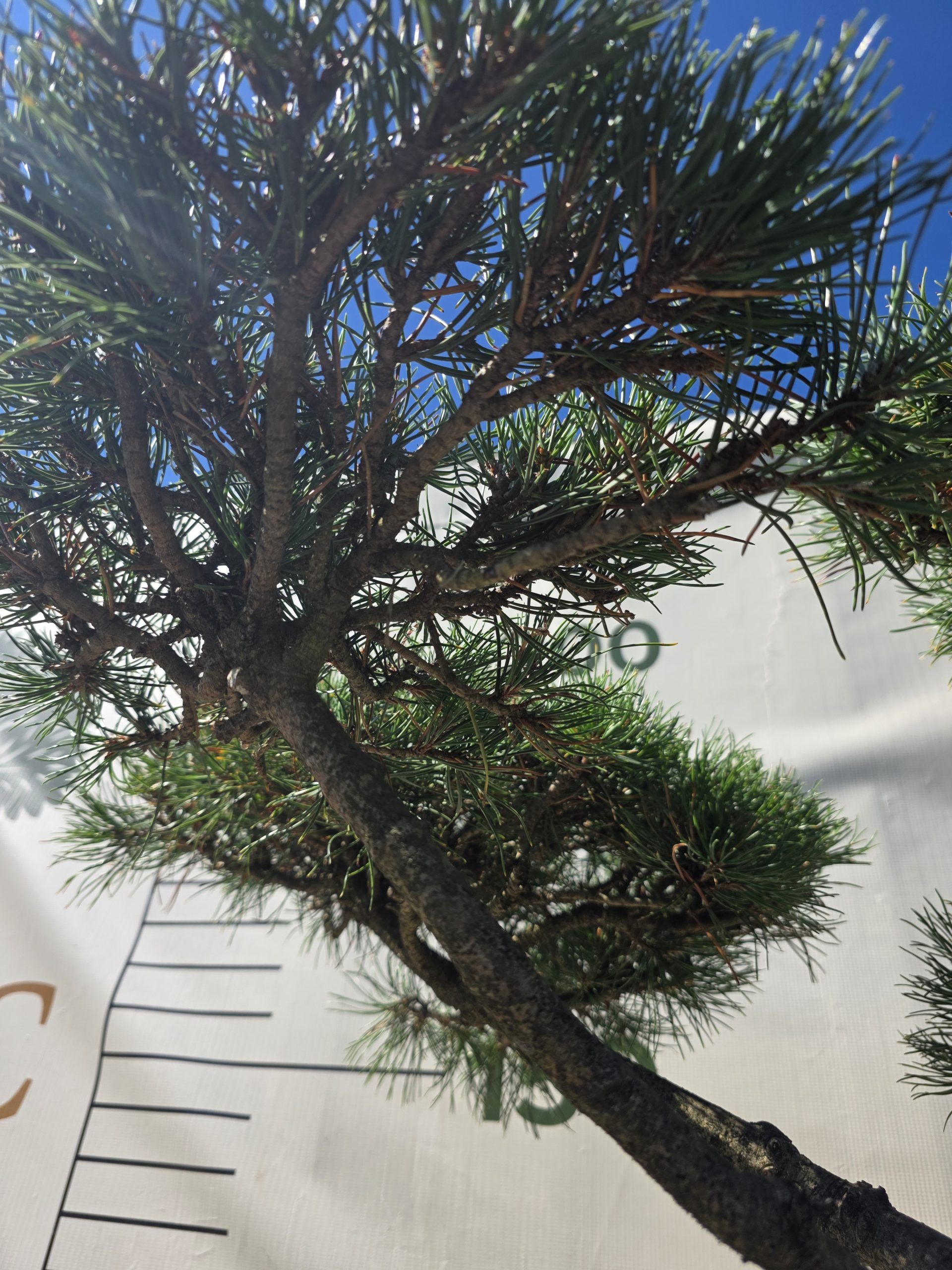 Pušis kalninė „Uola“ (SODO BONSAI, lot. Pinus mugo) C45 103–123 CM - Image 11