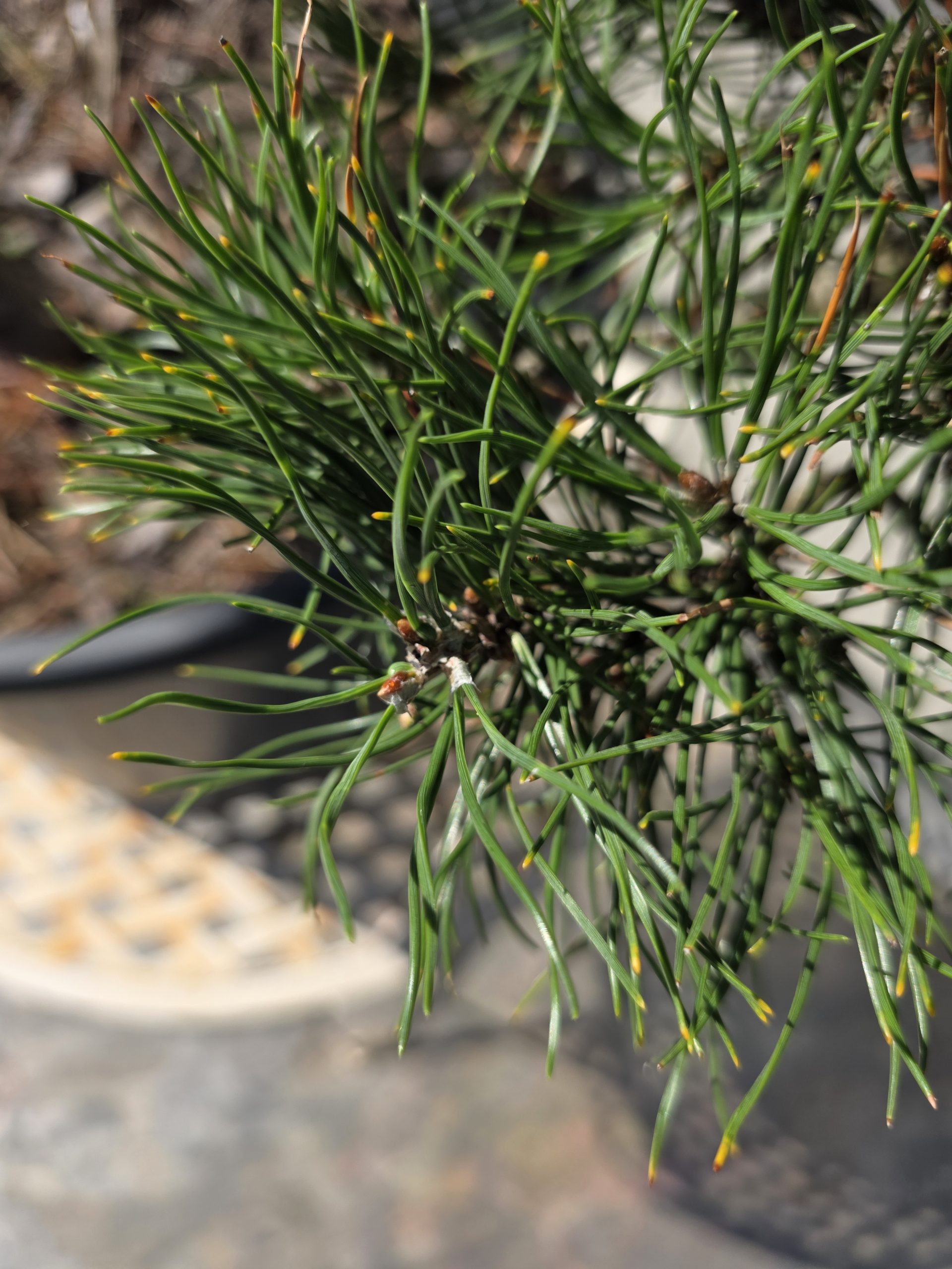 Pušis kalninė „Uola“ (SODO BONSAI, lot. Pinus mugo) C45 103–123 CM - Image 12