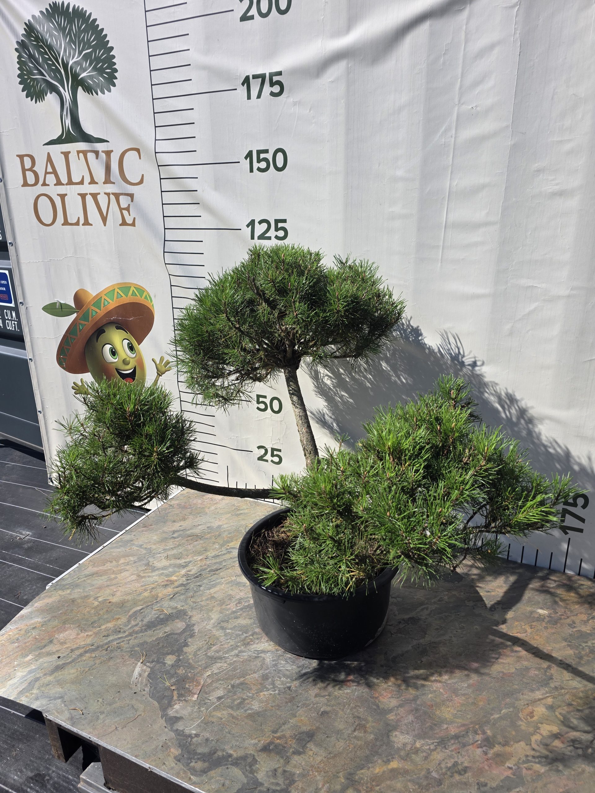 Pušis kalninė „Uola“ (SODO BONSAI, lot. Pinus mugo) C45 103–123 CM - Image 2