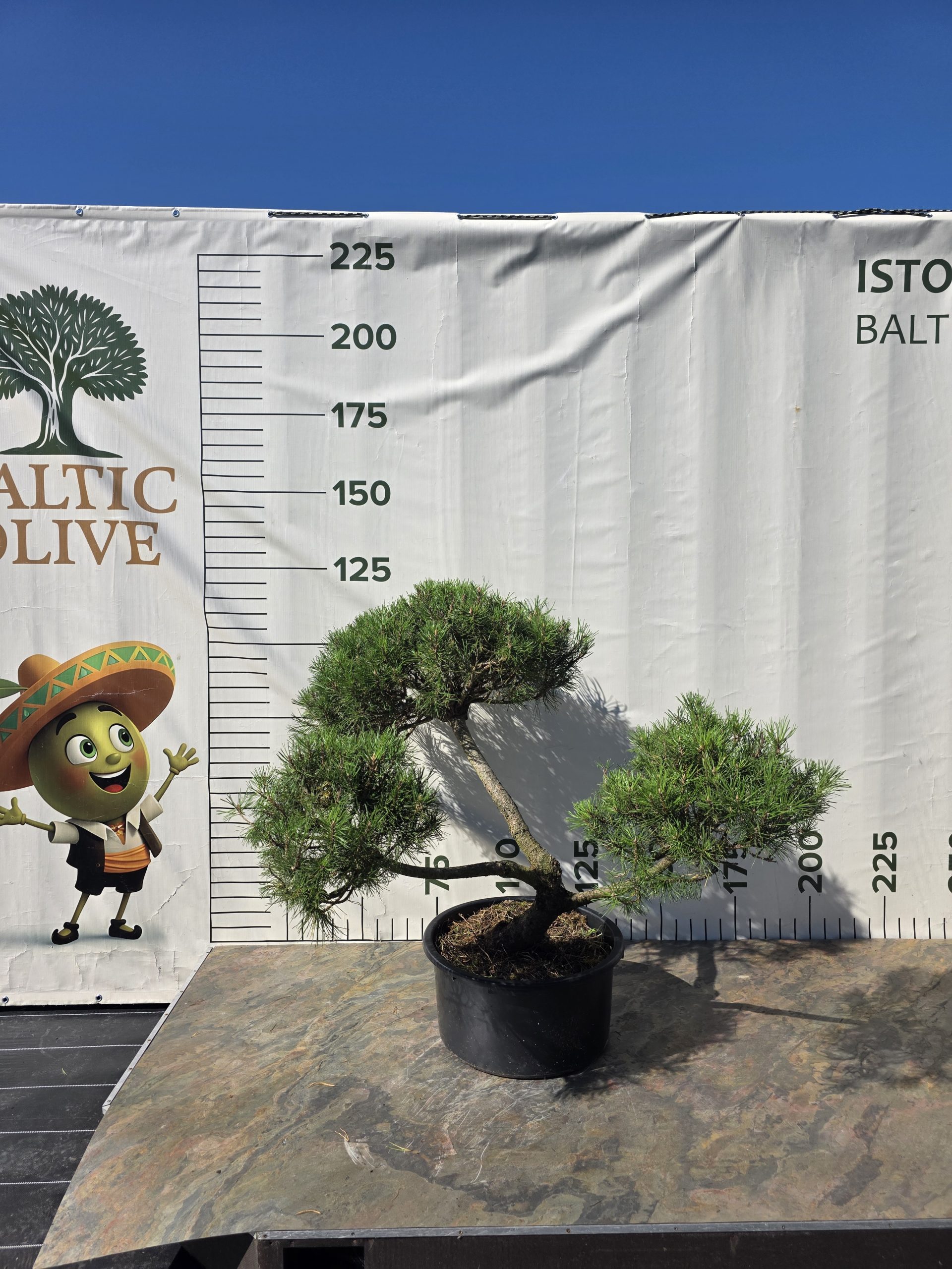 Pušis kalninė „Uola“ (SODO BONSAI, lot. Pinus mugo) C45 103–123 CM - Image 3
